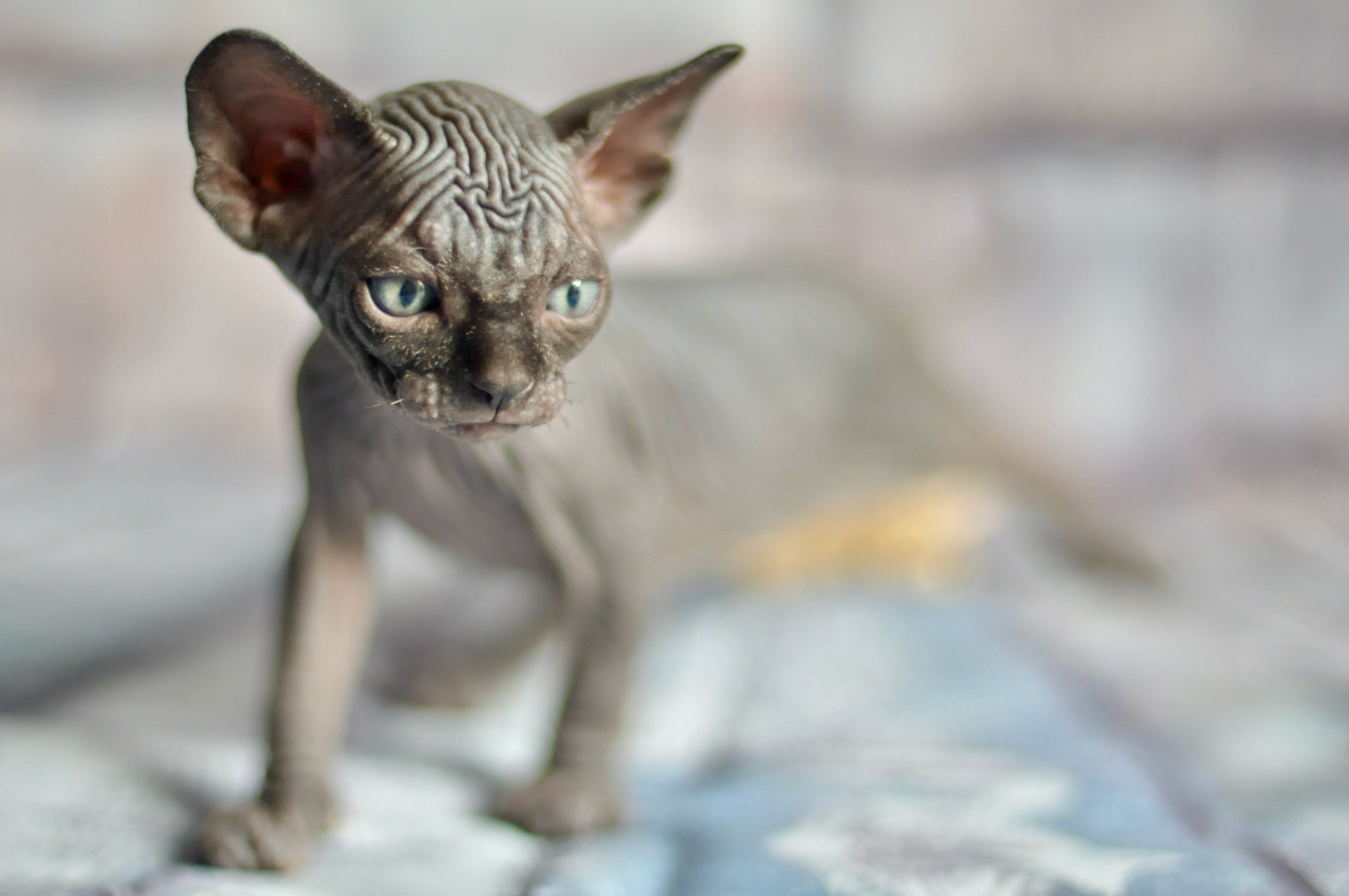 Graduates and Residents of our Cattery. A cattery of Canadian Sphynx breed, located in Limassol, Cyprus
