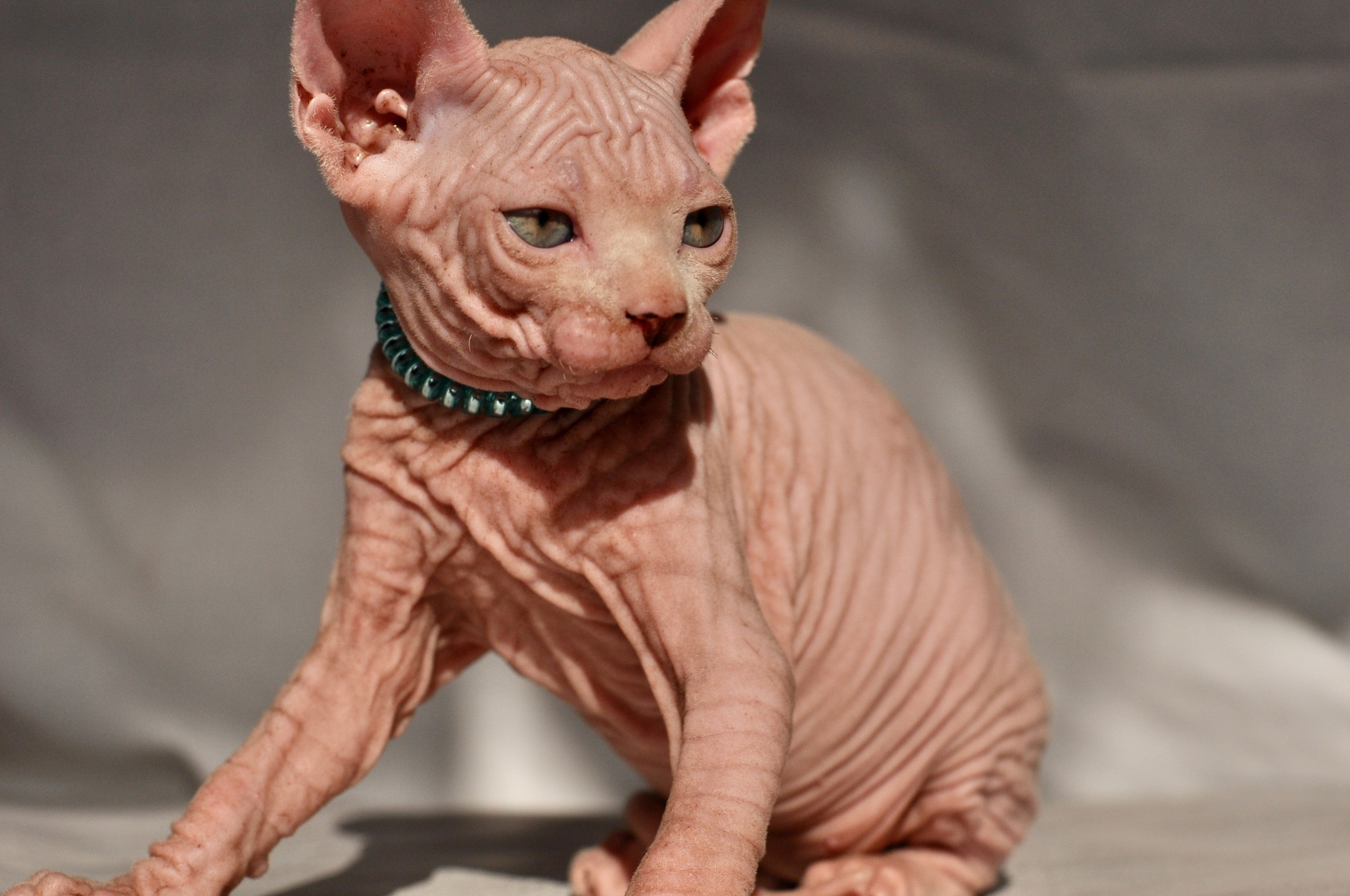 Graduates and Residents of our Cattery. A cattery of Canadian Sphynx breed, located in Limassol, Cyprus