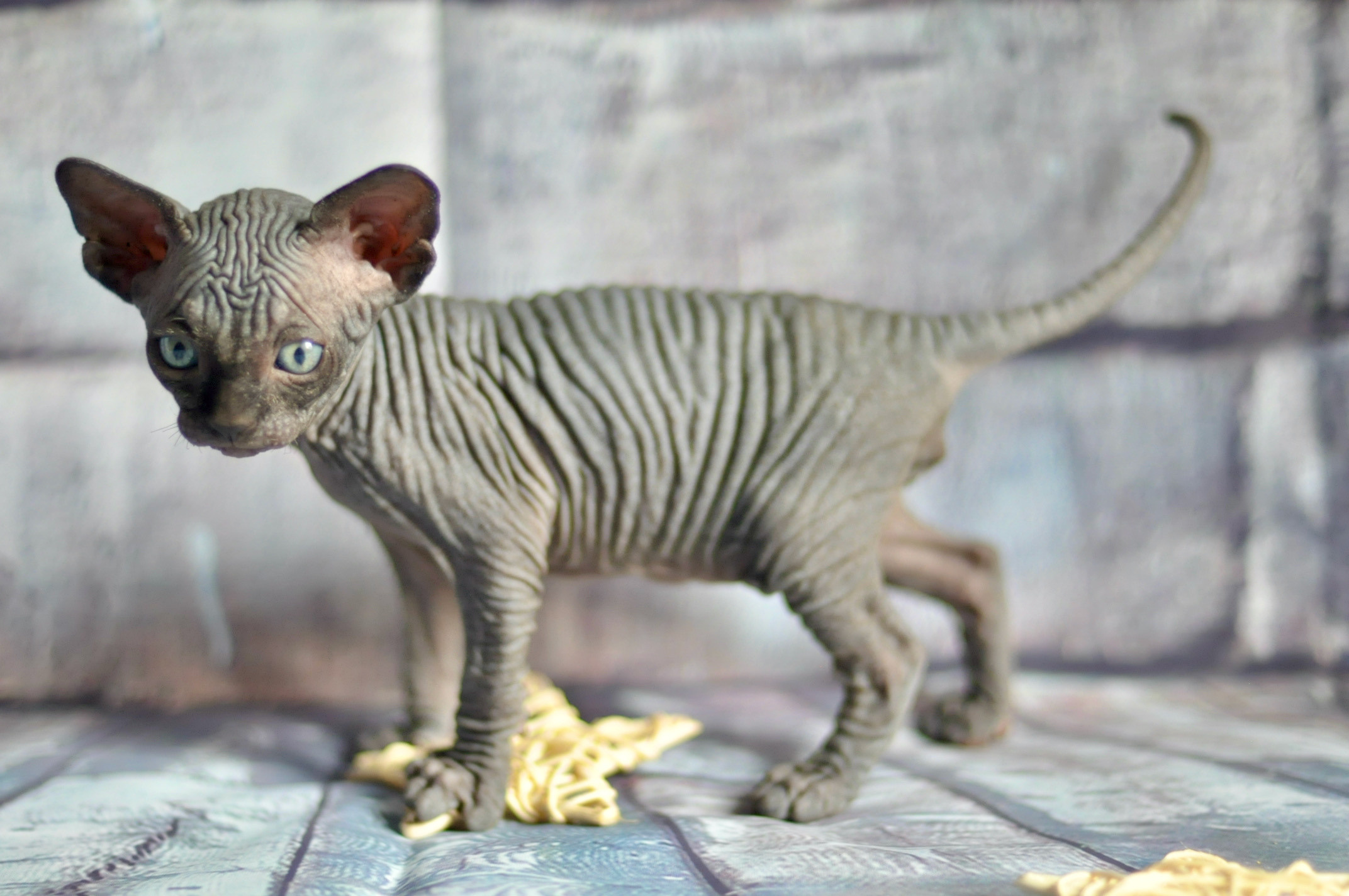 Graduates and Residents of our Cattery. A cattery of Canadian Sphynx breed, located in Limassol, Cyprus
