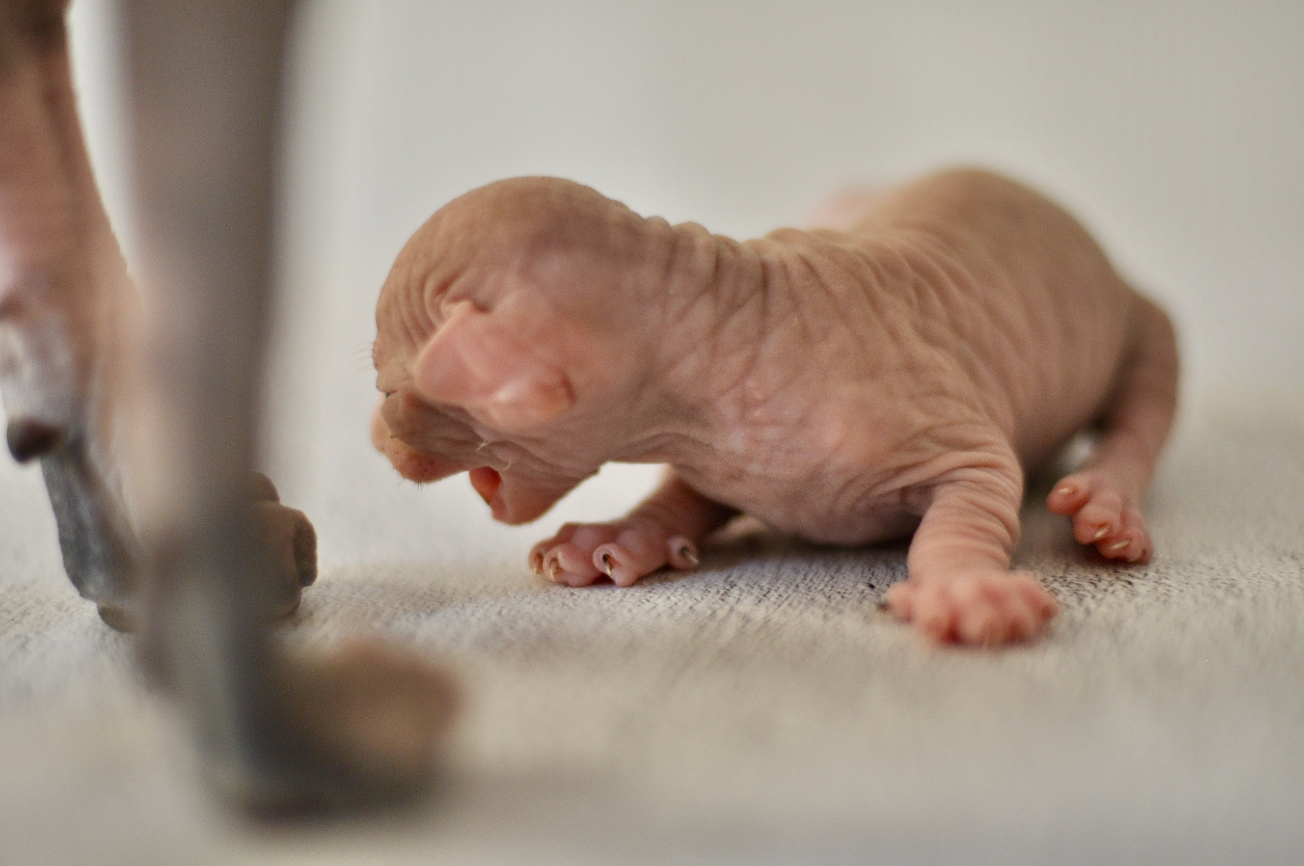 Graduates and Residents of our Cattery. A cattery of Canadian Sphynx breed, located in Limassol, Cyprus