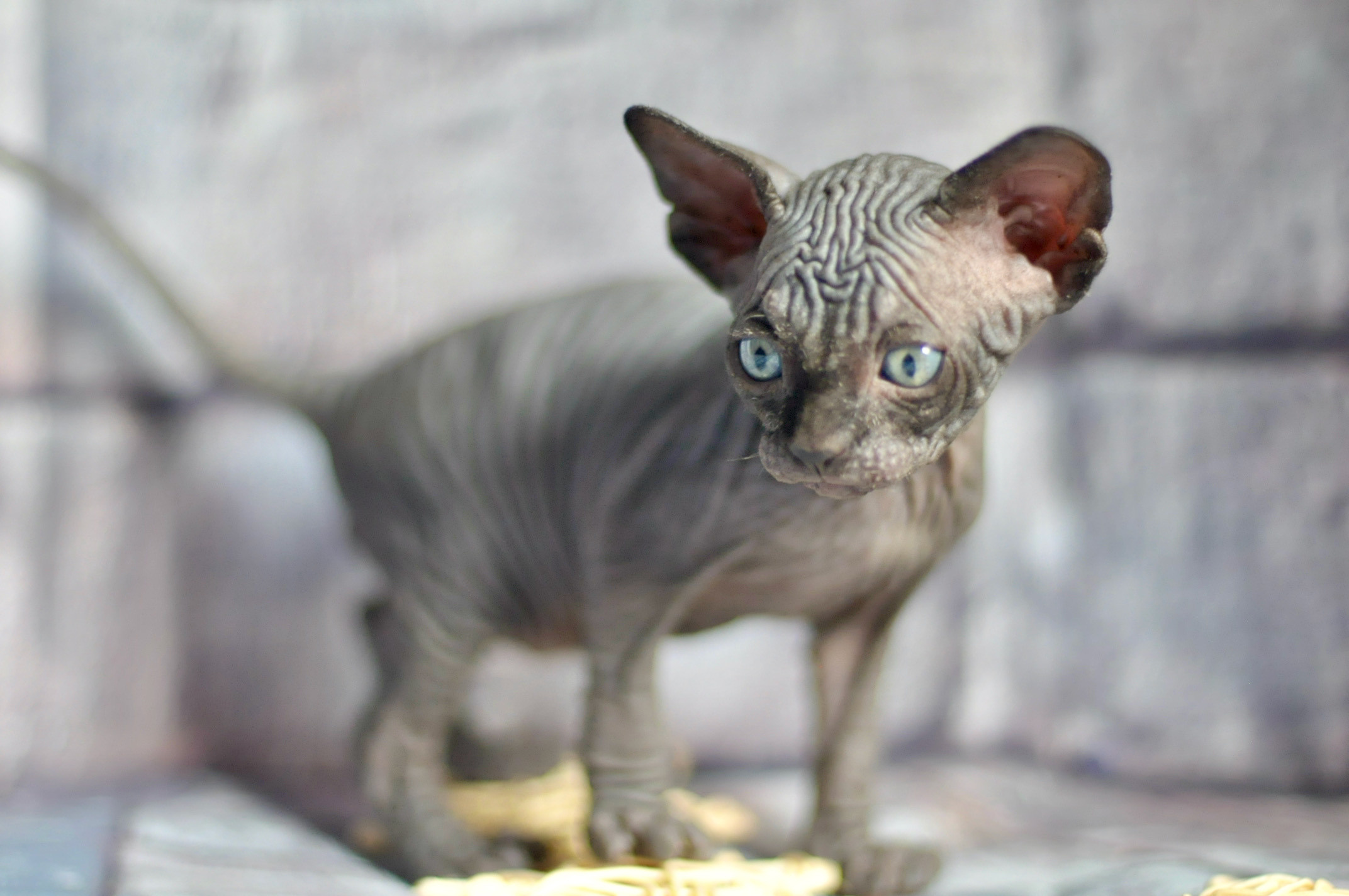 Graduates and Residents of our Cattery. A cattery of Canadian Sphynx breed, located in Limassol, Cyprus