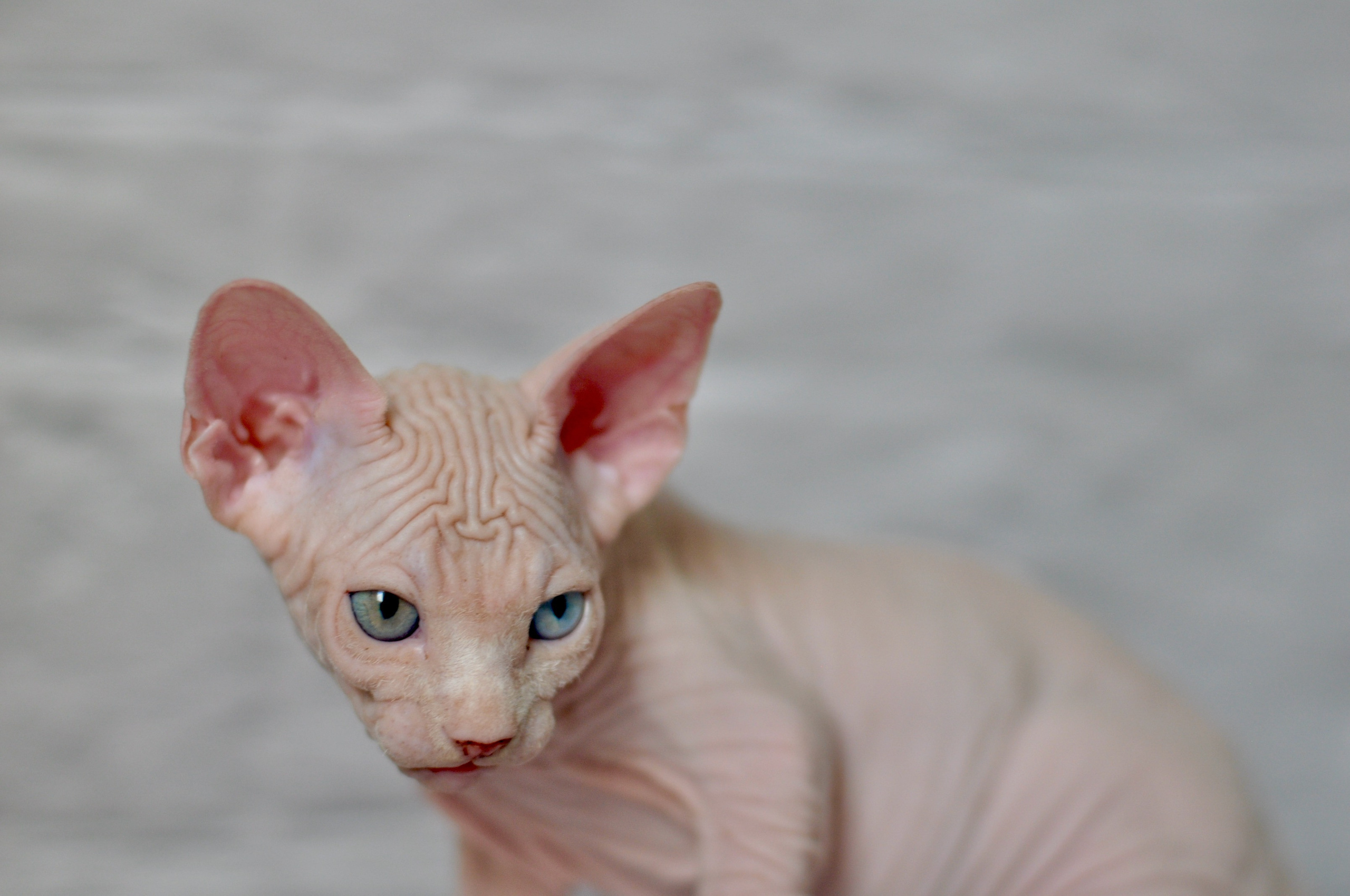 Sphynx kittens UK, Sphynx kittens United Kingdom, Sphynx kittens GB, Sphynx kittens Great Britain, Sphynx kittens London, Sphynx UK, Sphynx United Kingdom, Sphynx GB, Sphynx Great Britain, Sphynx London