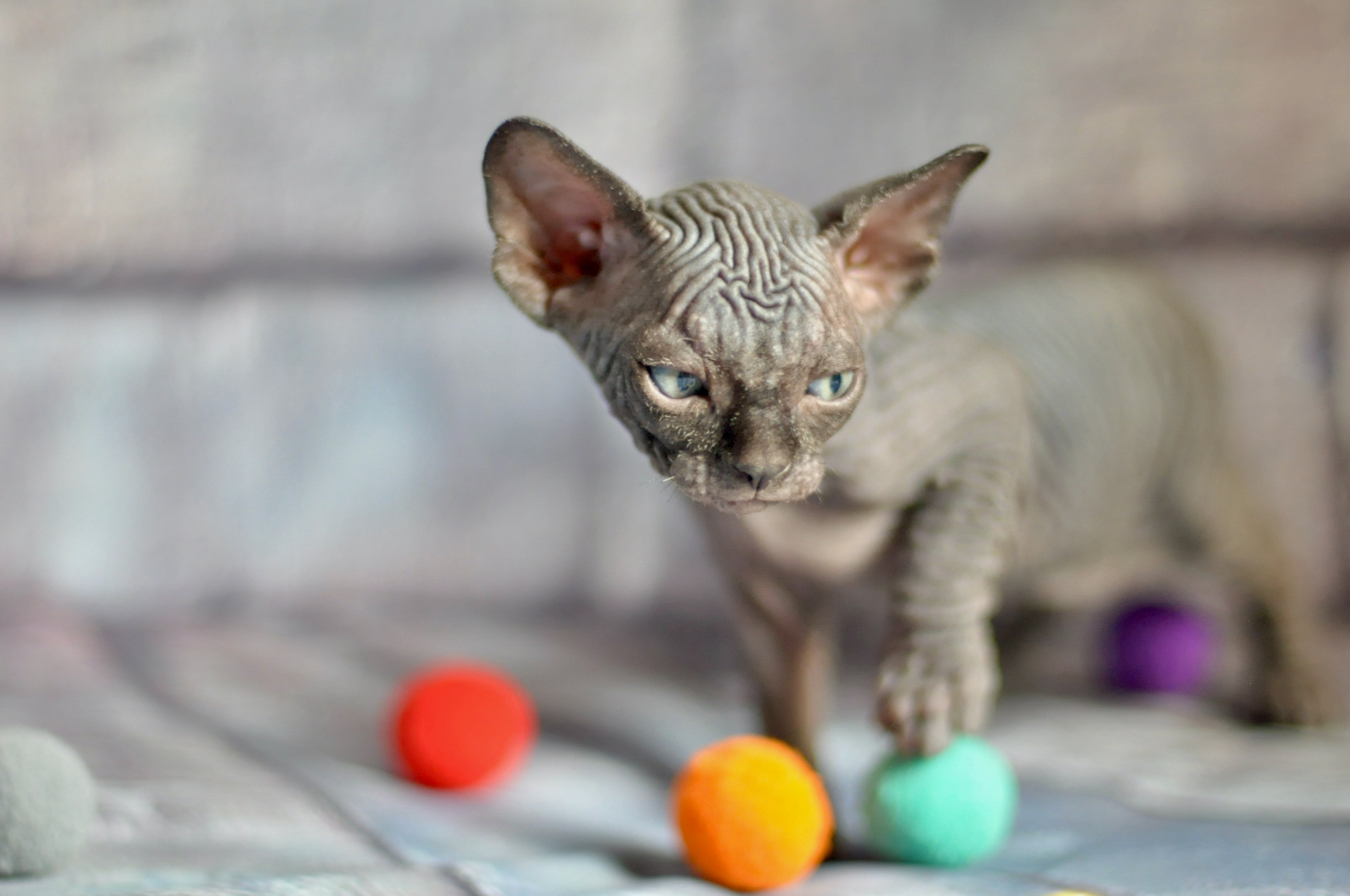 Graduates and Residents of our Cattery. A cattery of Canadian Sphynx breed, located in Limassol, Cyprus