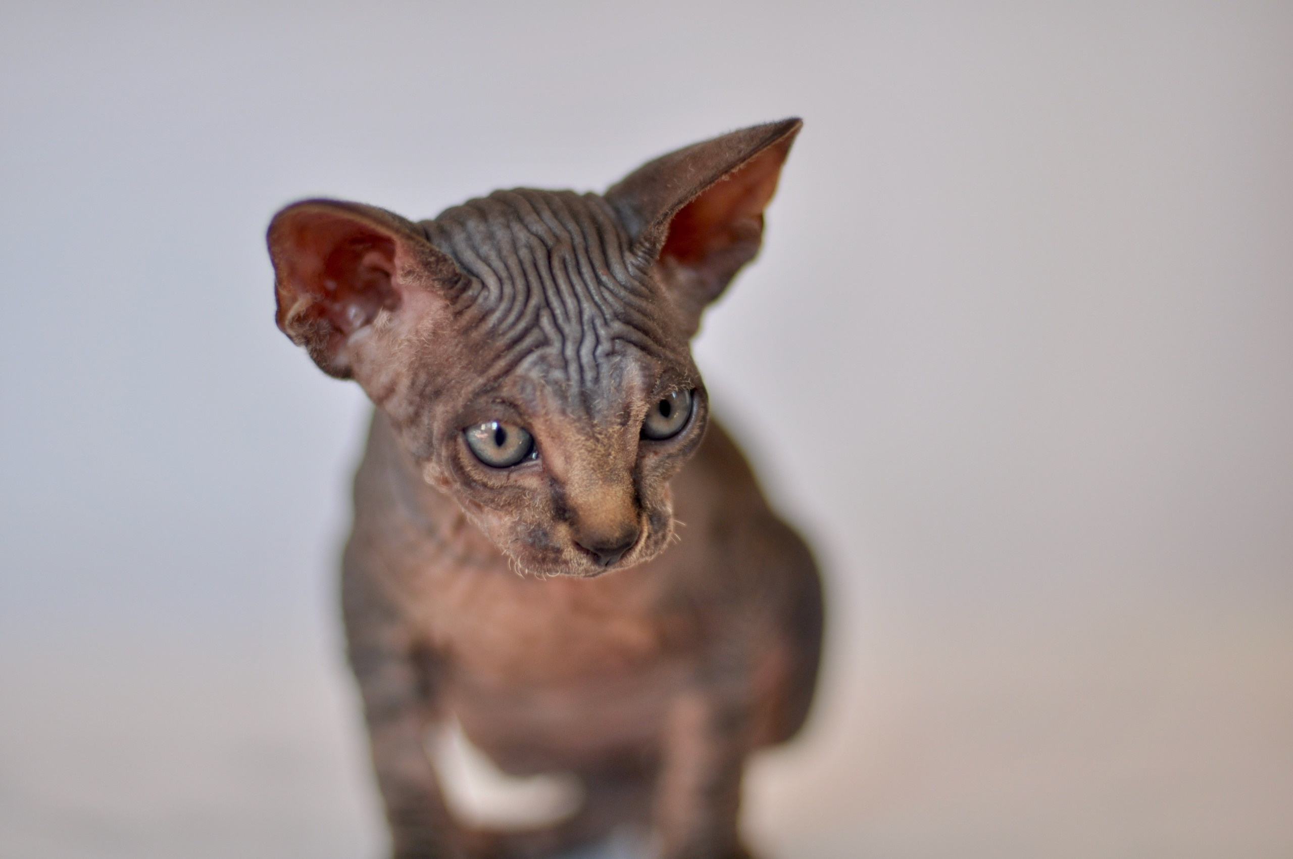 Graduates and Residents of our Cattery. A cattery of Canadian Sphynx breed, located in Limassol, Cyprus