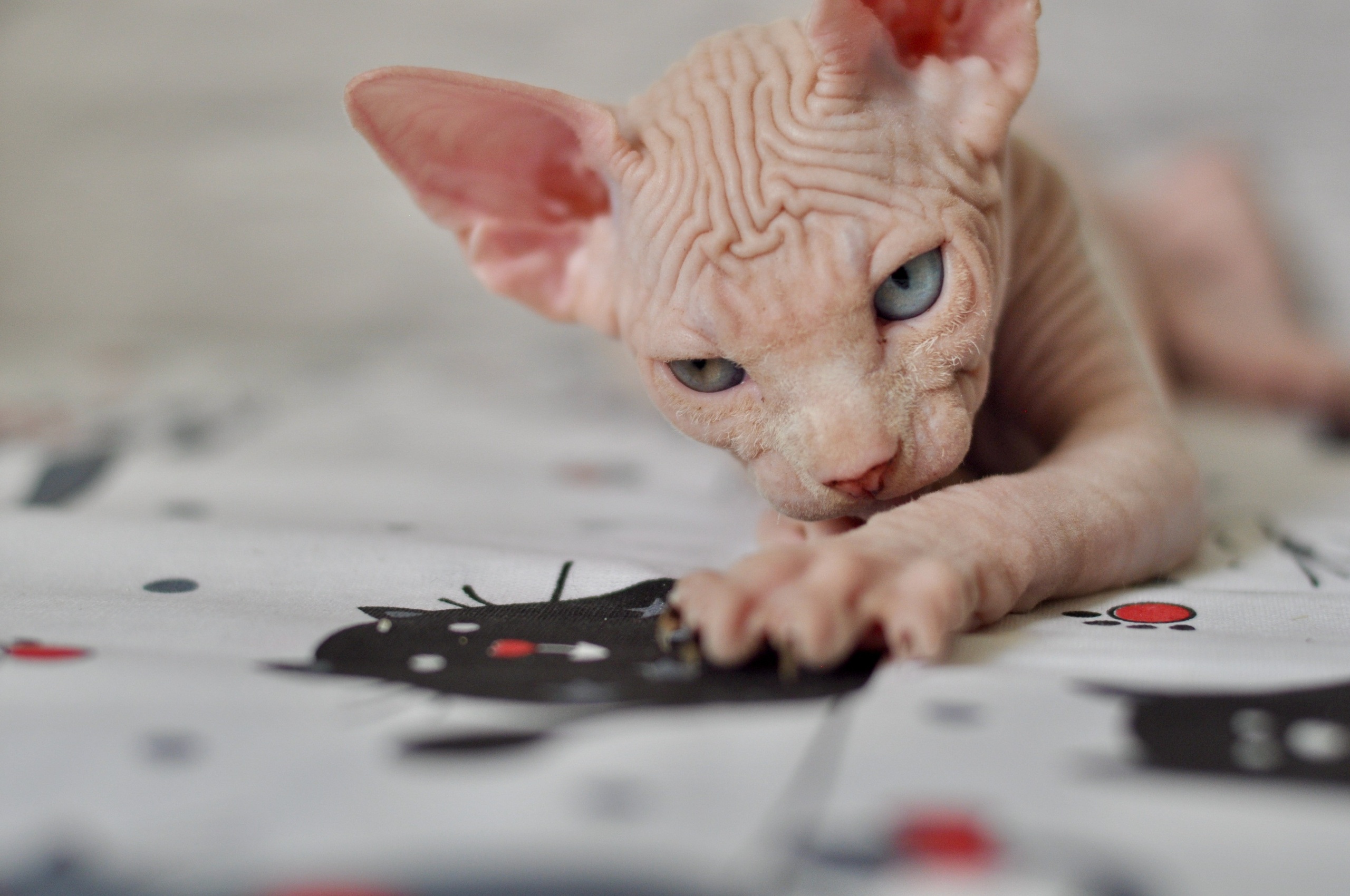 Sphynx kittens UK, Sphynx kittens United Kingdom, Sphynx kittens GB, Sphynx kittens Great Britain, Sphynx kittens London, Sphynx UK, Sphynx United Kingdom, Sphynx GB, Sphynx Great Britain, Sphynx London