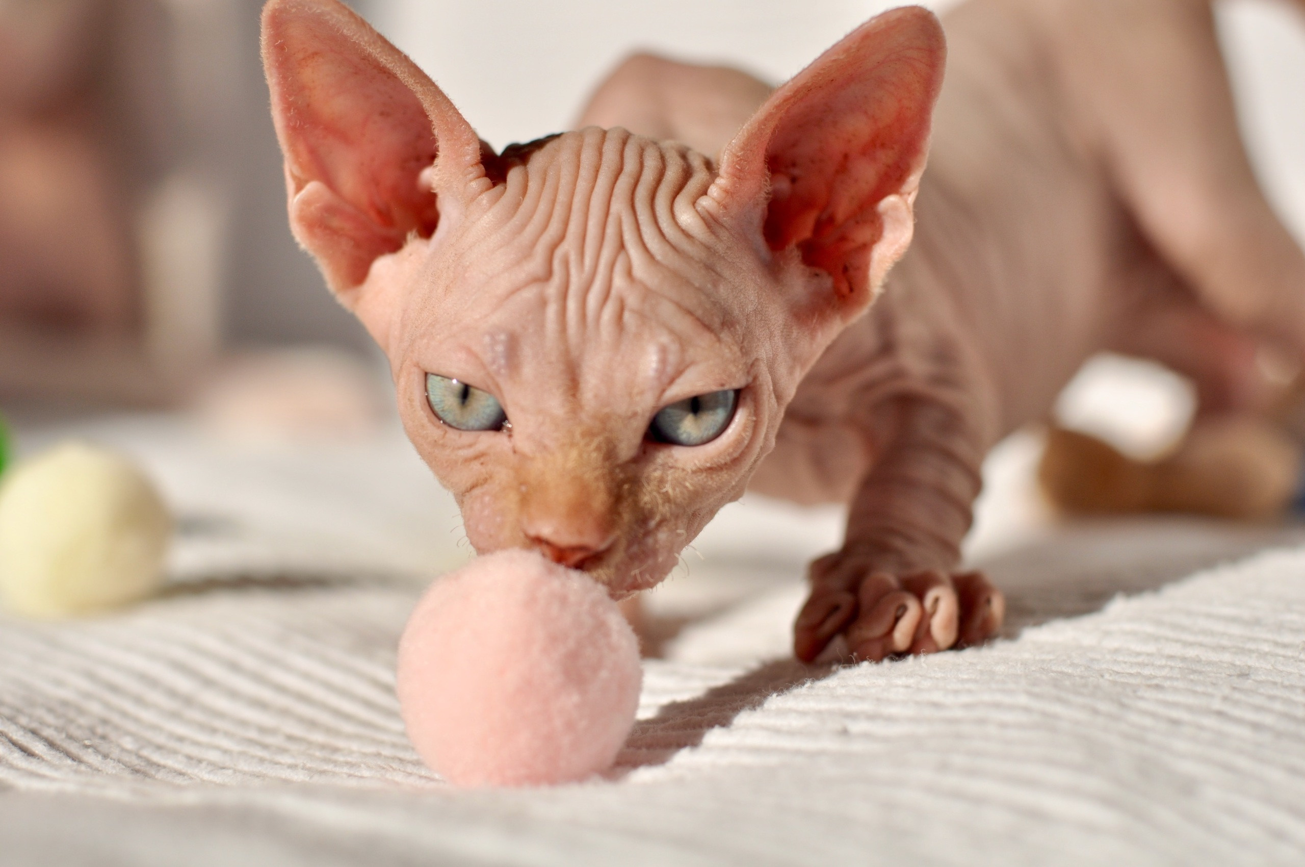 Graduates and Residents of our Cattery. A cattery of Canadian Sphynx breed, located in Limassol, Cyprus
