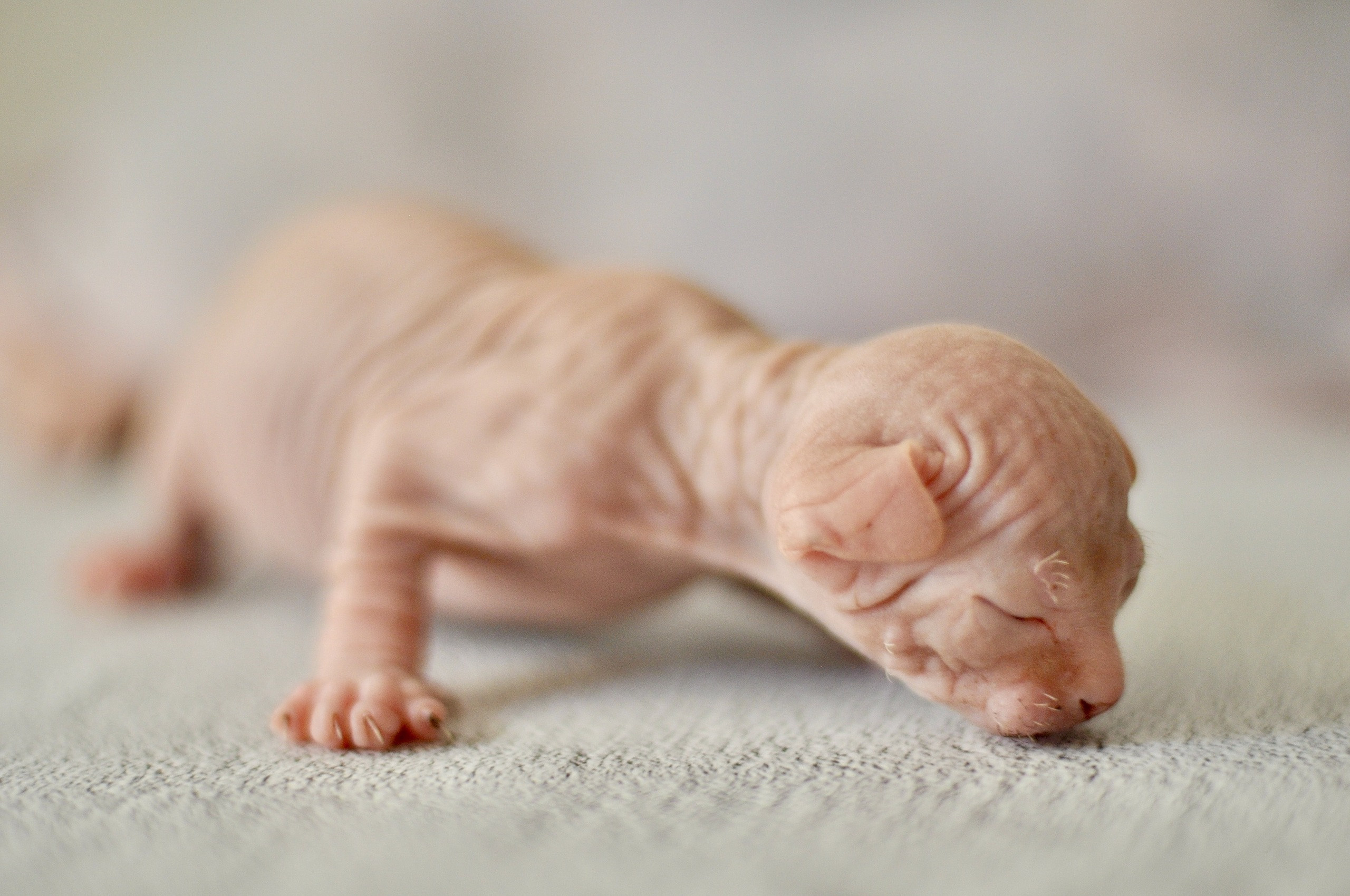 Graduates and Residents of our Cattery. A cattery of Canadian Sphynx breed, located in Limassol, Cyprus