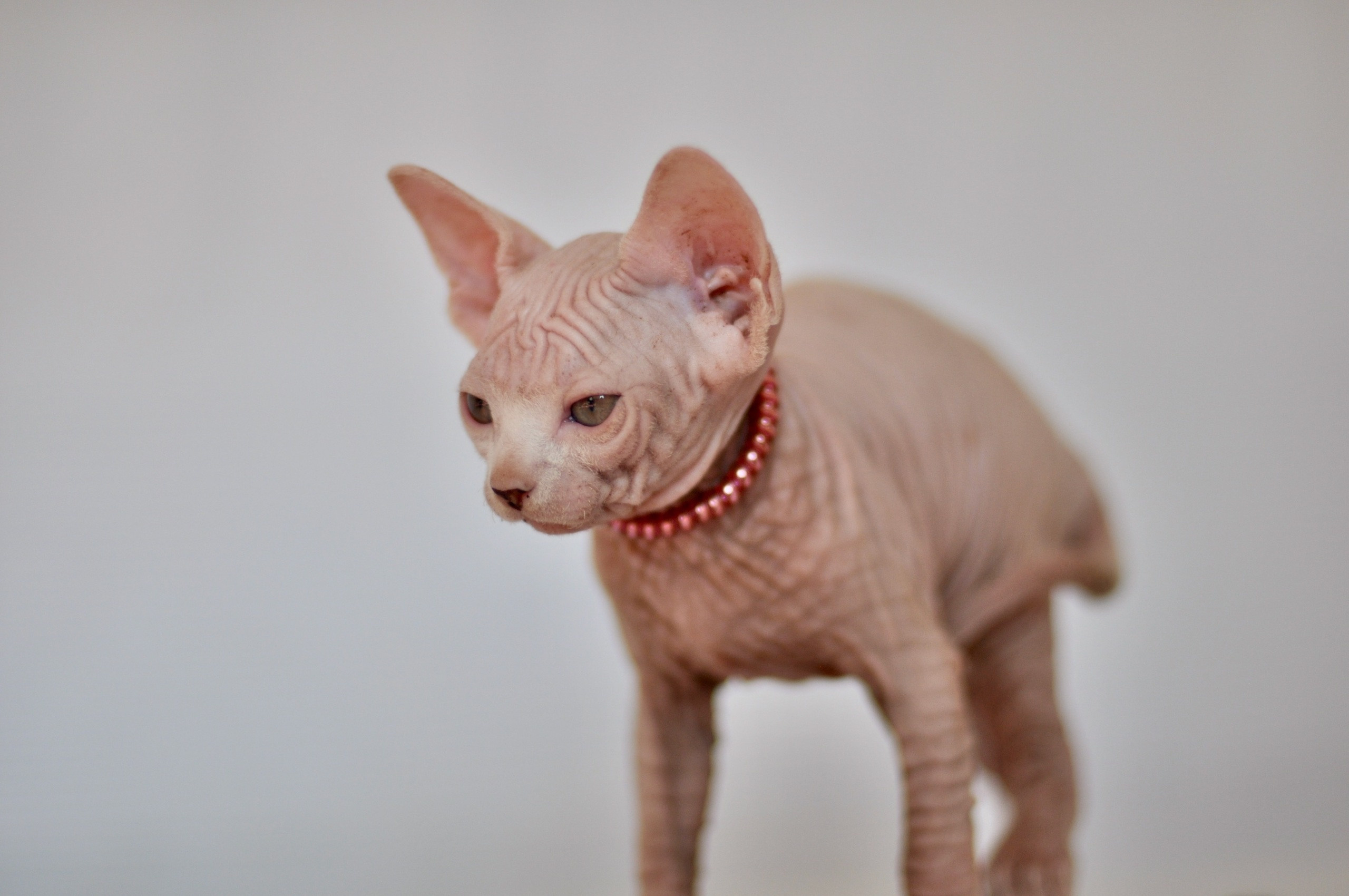 Graduates and Residents of our Cattery. A cattery of Canadian Sphynx breed, located in Limassol, Cyprus
