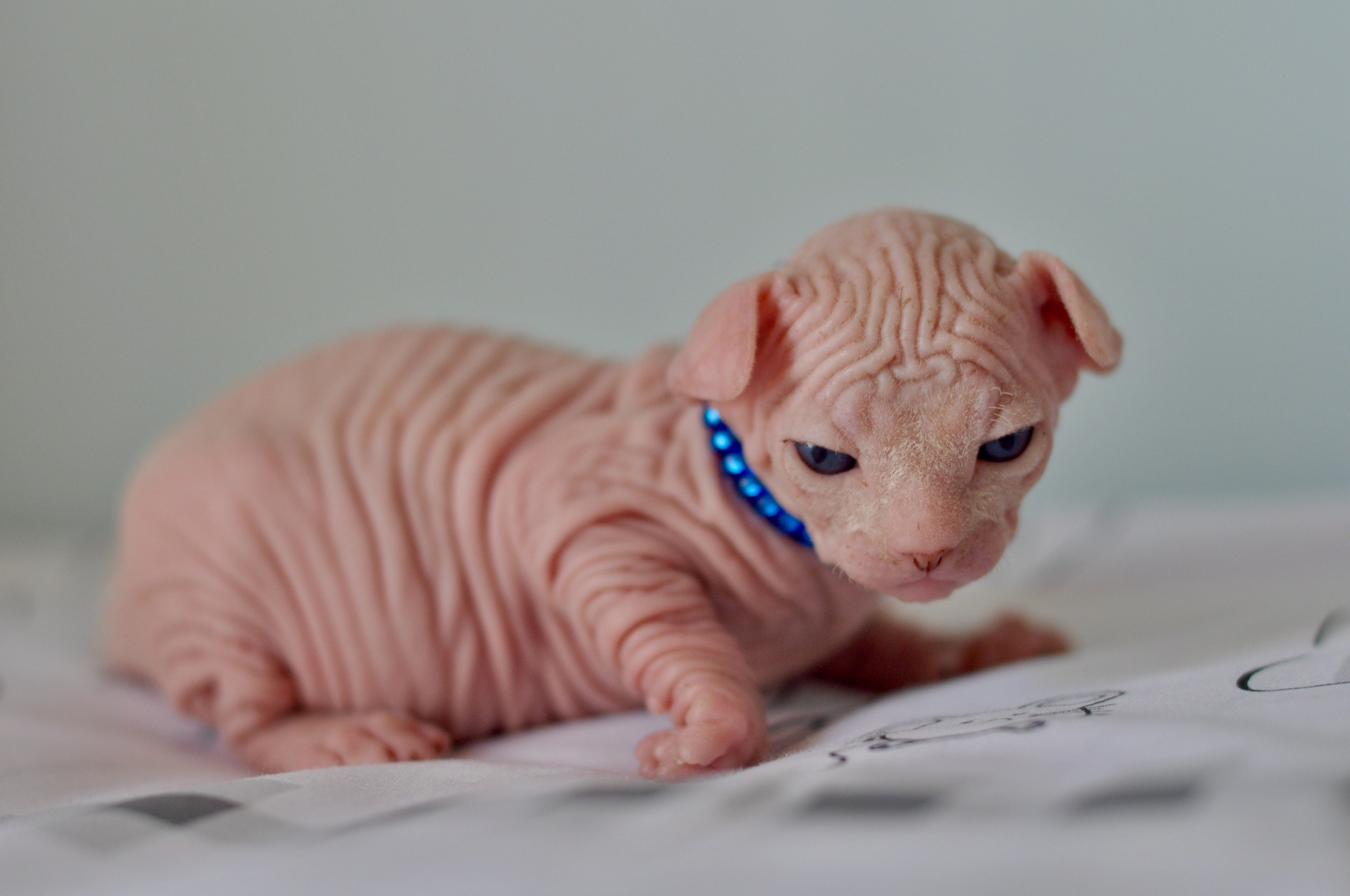 Sphynx kittens UK, Sphynx kittens United Kingdom, Sphynx kittens GB, Sphynx kittens Great Britain, Sphynx kittens London, Sphynx UK, Sphynx United Kingdom, Sphynx GB, Sphynx Great Britain, Sphynx London