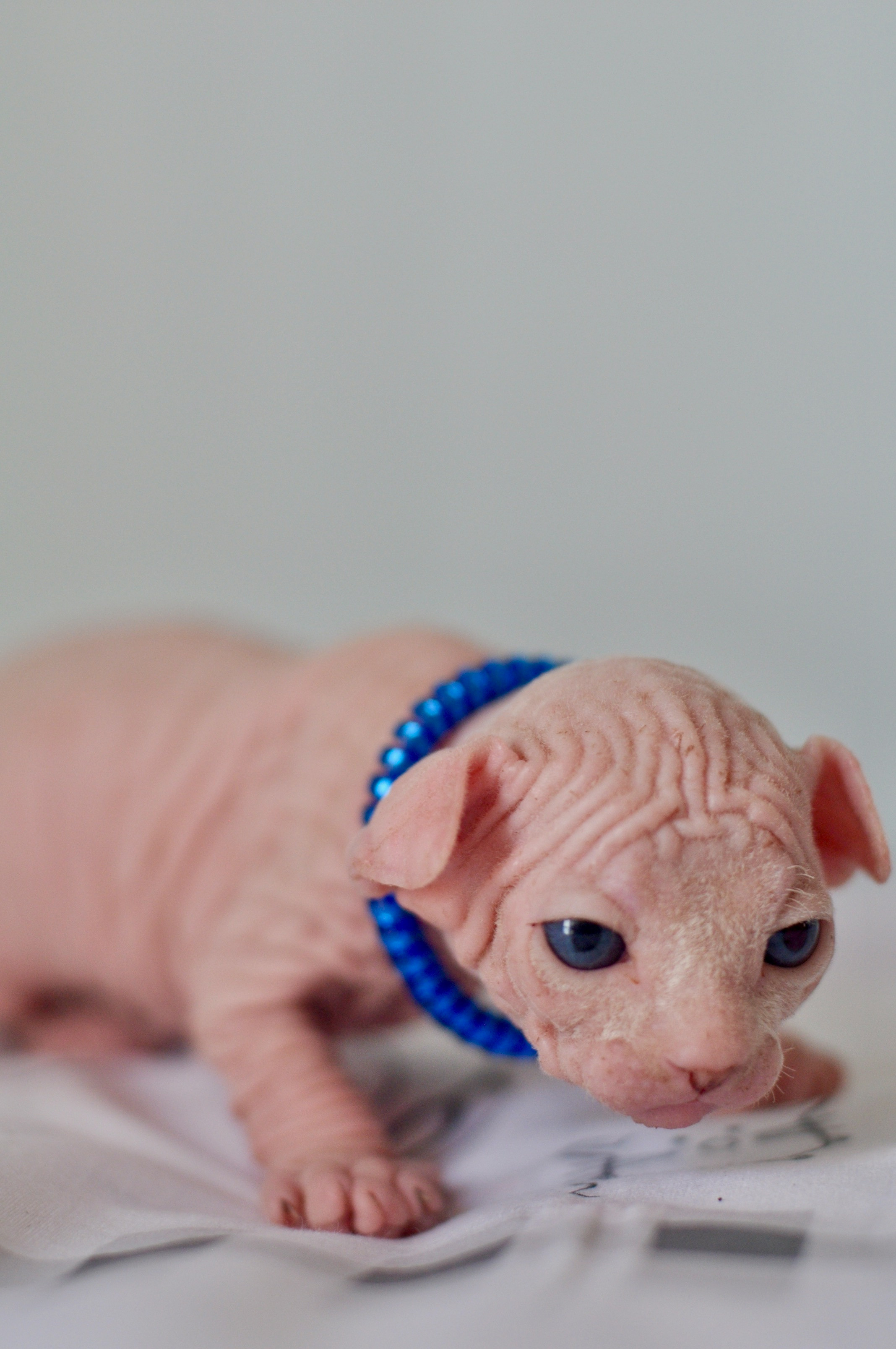 sphynx London, Birmingham, sphynx cat for sale London, sphynx cat for sale Birmingham