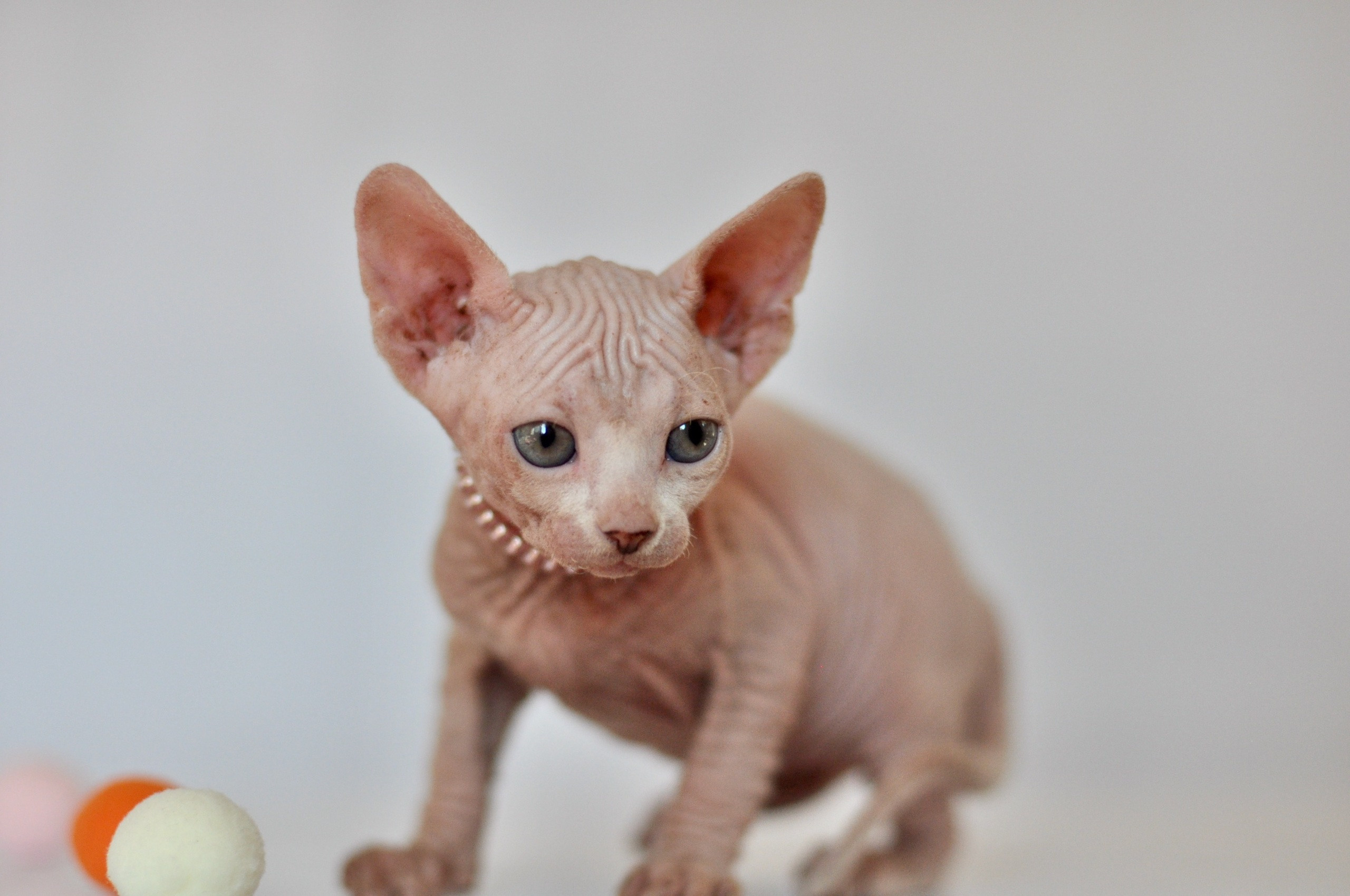 Graduates and Residents of our Cattery. A cattery of Canadian Sphynx breed, located in Limassol, Cyprus