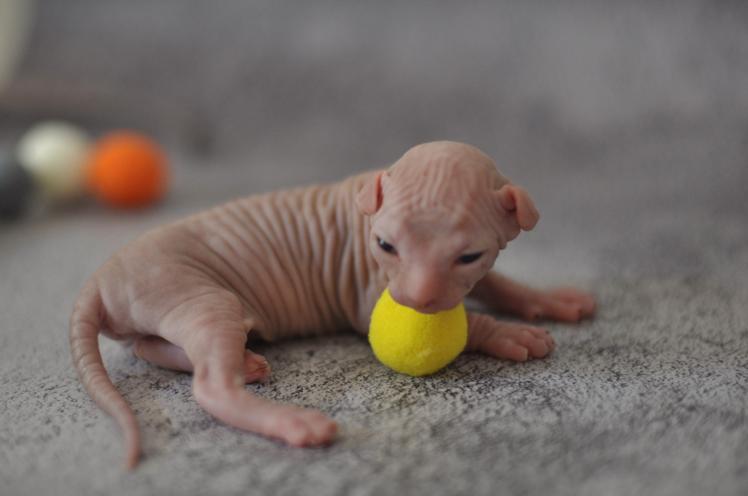 Graduates and Residents of our Cattery. A cattery of Canadian Sphynx breed, located in Limassol, Cyprus
