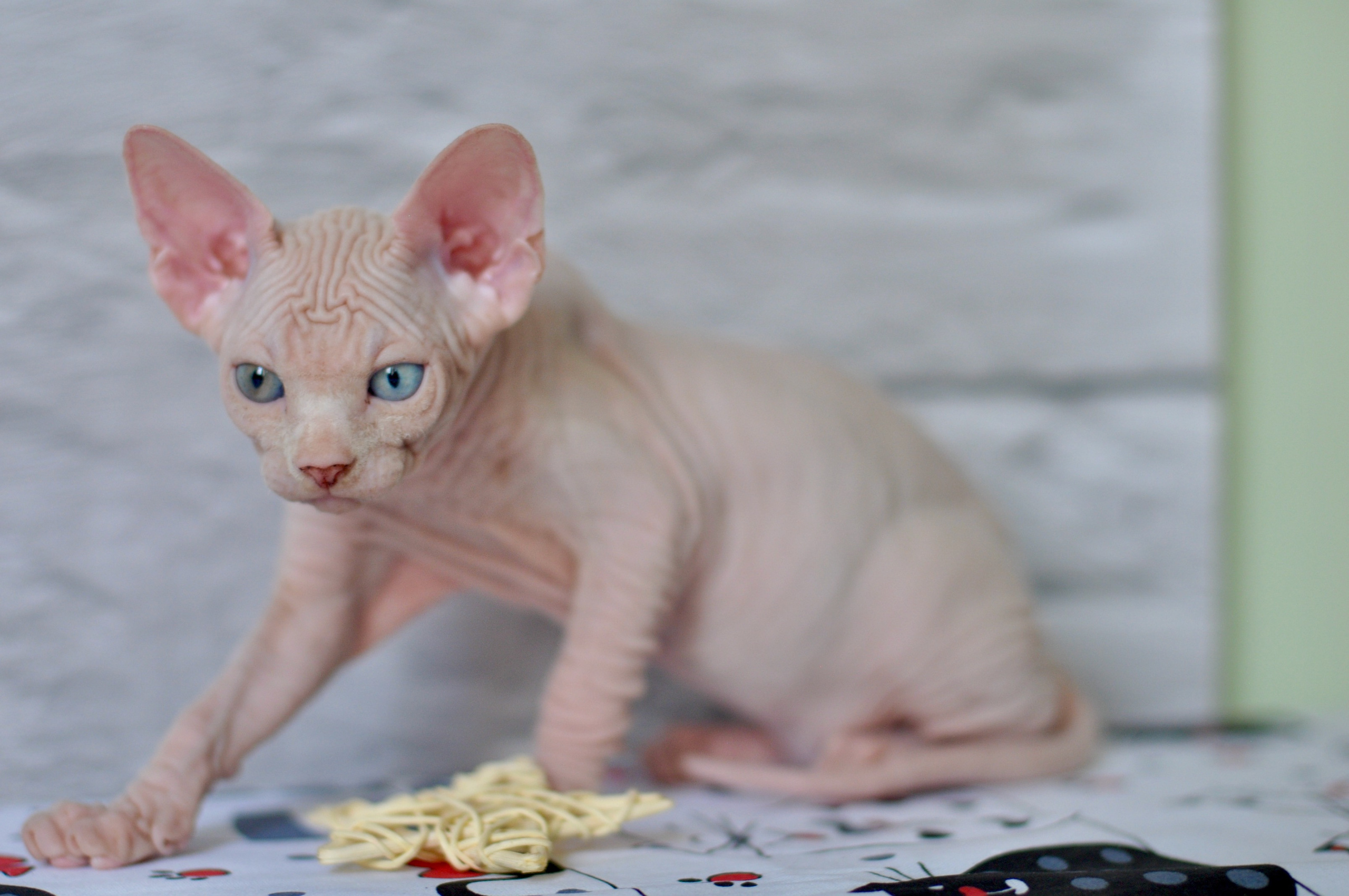 Sphynx kittens UK, Sphynx kittens United Kingdom, Sphynx kittens GB, Sphynx kittens Great Britain, Sphynx kittens London, Sphynx UK, Sphynx United Kingdom, Sphynx GB, Sphynx Great Britain, Sphynx London