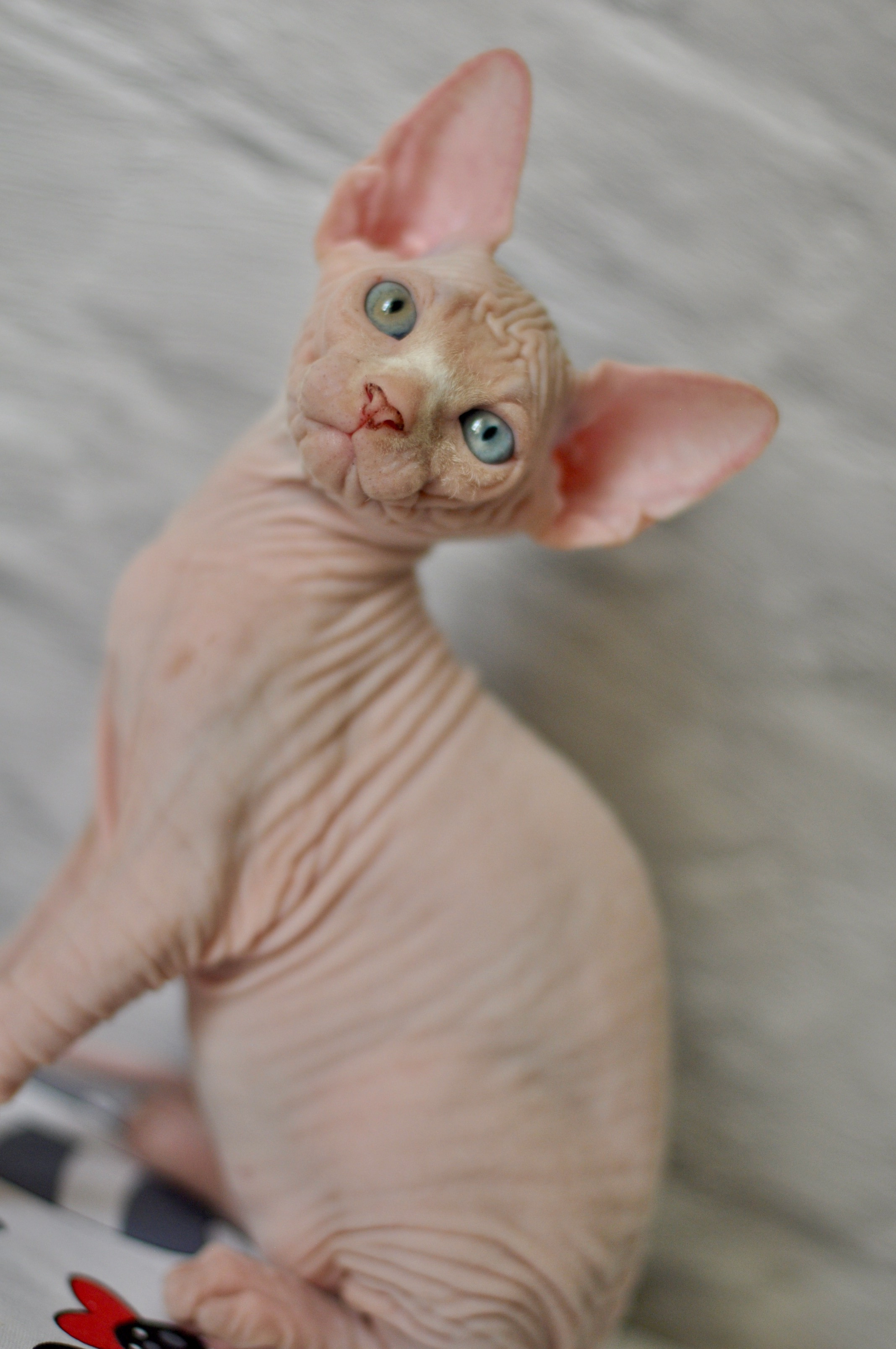 Graduates and Residents of our Cattery. A cattery of Canadian Sphynx breed, located in Limassol, Cyprus
