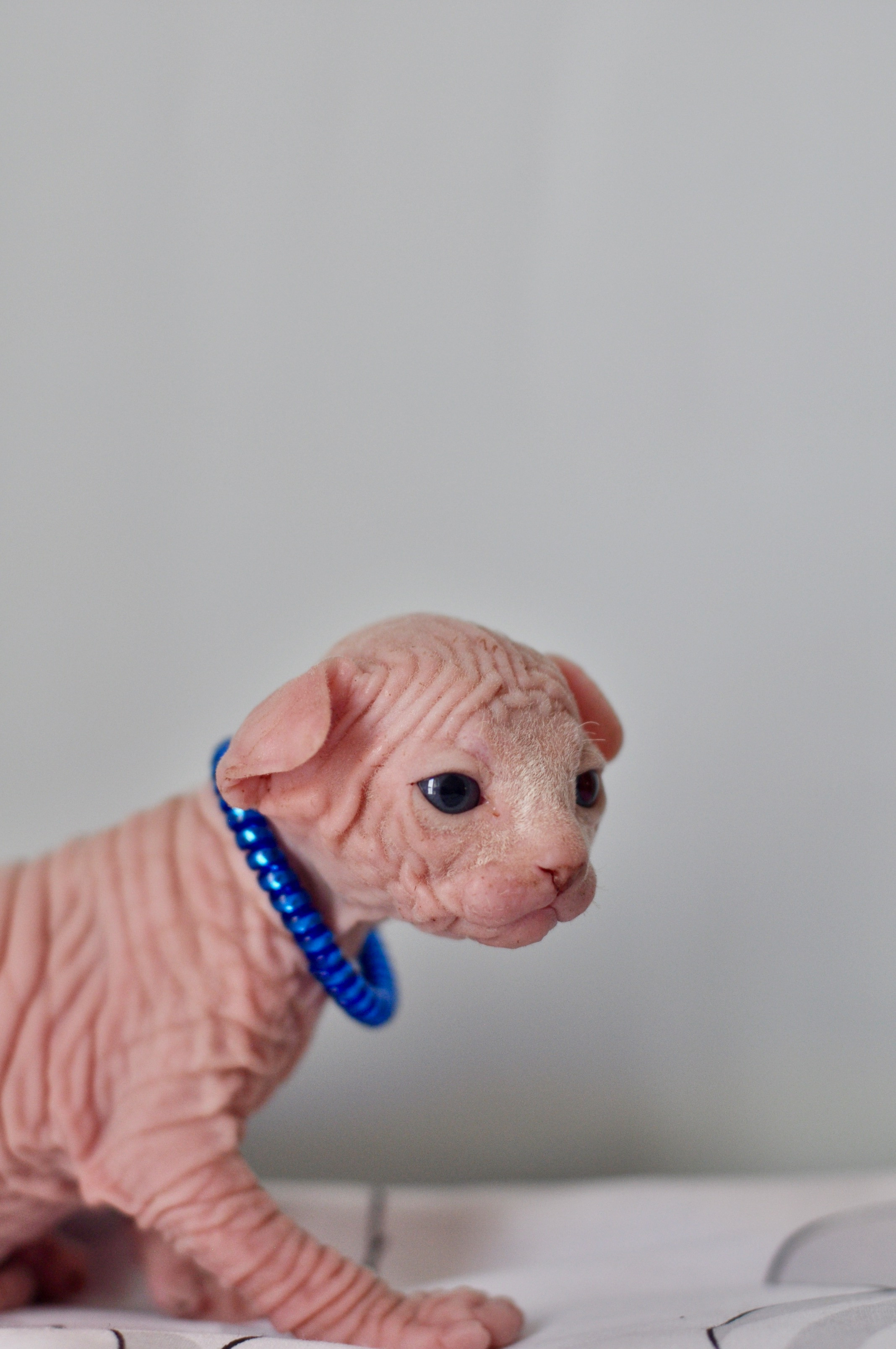 Sphynx kittens UK, Sphynx kittens United Kingdom, Sphynx kittens GB, Sphynx kittens Great Britain, Sphynx kittens London, Sphynx UK, Sphynx United Kingdom, Sphynx GB, Sphynx Great Britain, Sphynx London