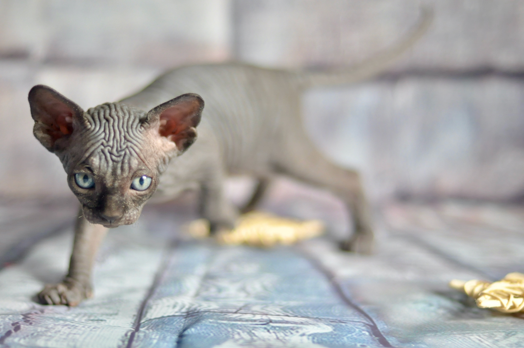 Graduates and Residents of our Cattery. A cattery of Canadian Sphynx breed, located in Limassol, Cyprus