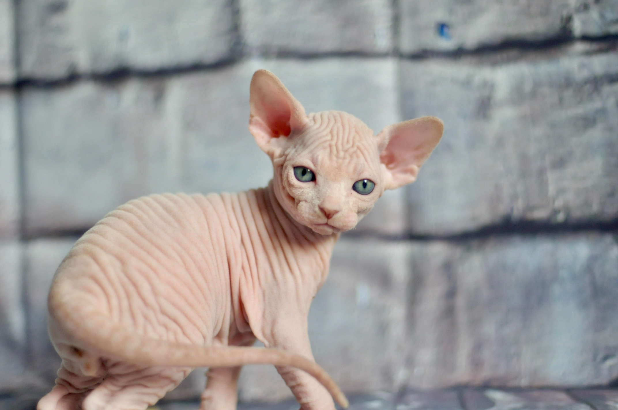 sphynx kittens Boston, sphynx kittens New York, sphynx kittens for sale Boston, sphynx kittens for sale New York