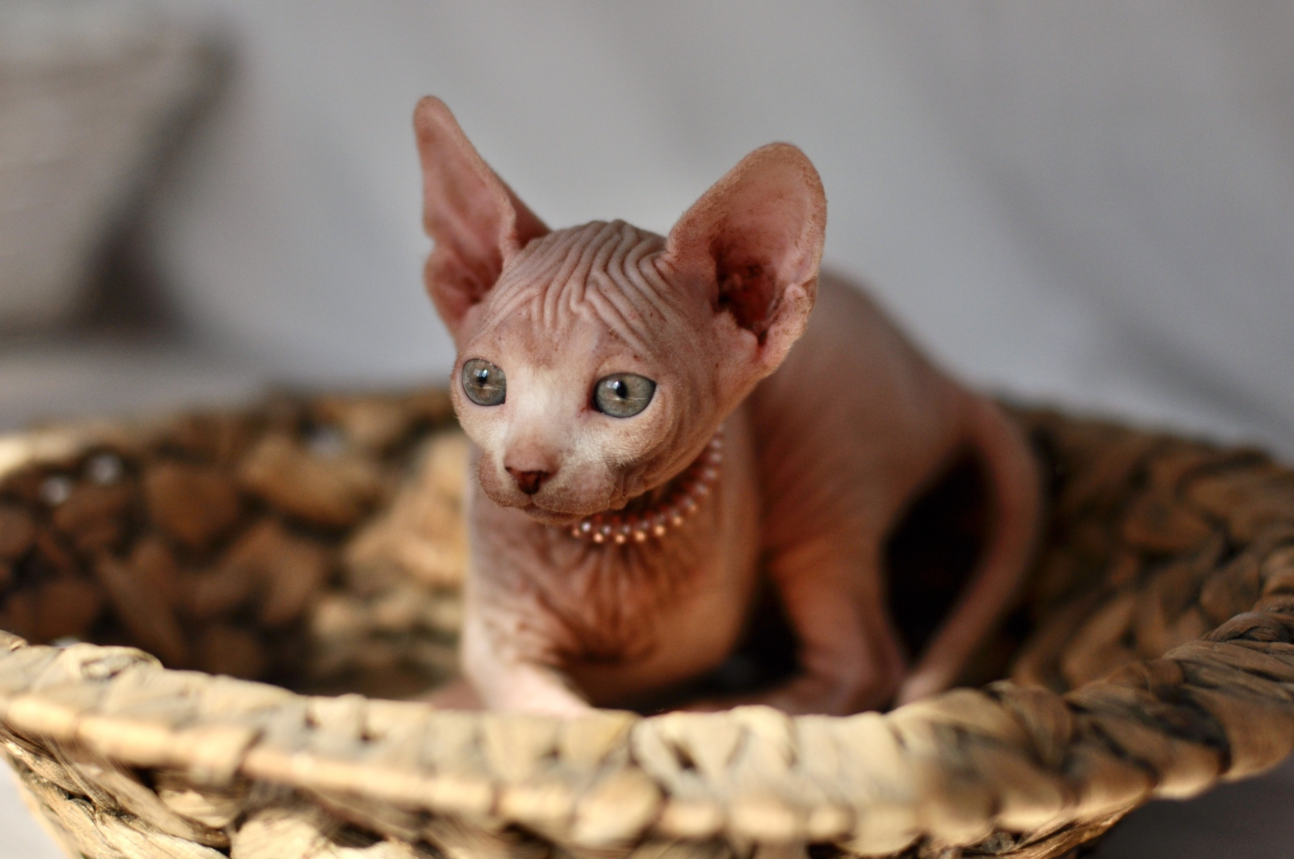 Graduates and Residents of our Cattery. A cattery of Canadian Sphynx breed, located in Limassol, Cyprus