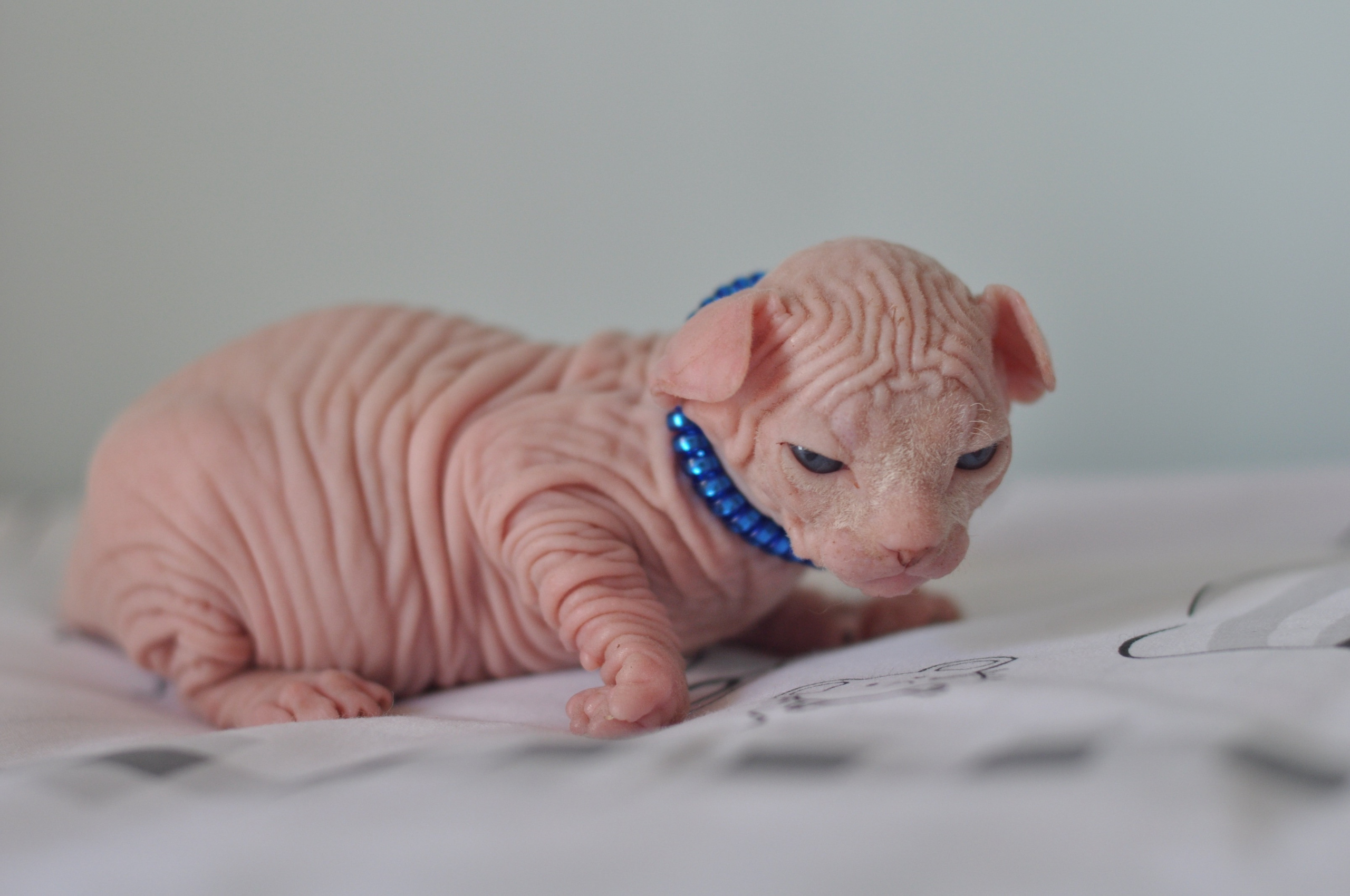 Sphynx kittens UK, Sphynx kittens United Kingdom, Sphynx kittens GB, Sphynx kittens Great Britain, Sphynx kittens London, Sphynx UK, Sphynx United Kingdom, Sphynx GB, Sphynx Great Britain, Sphynx London