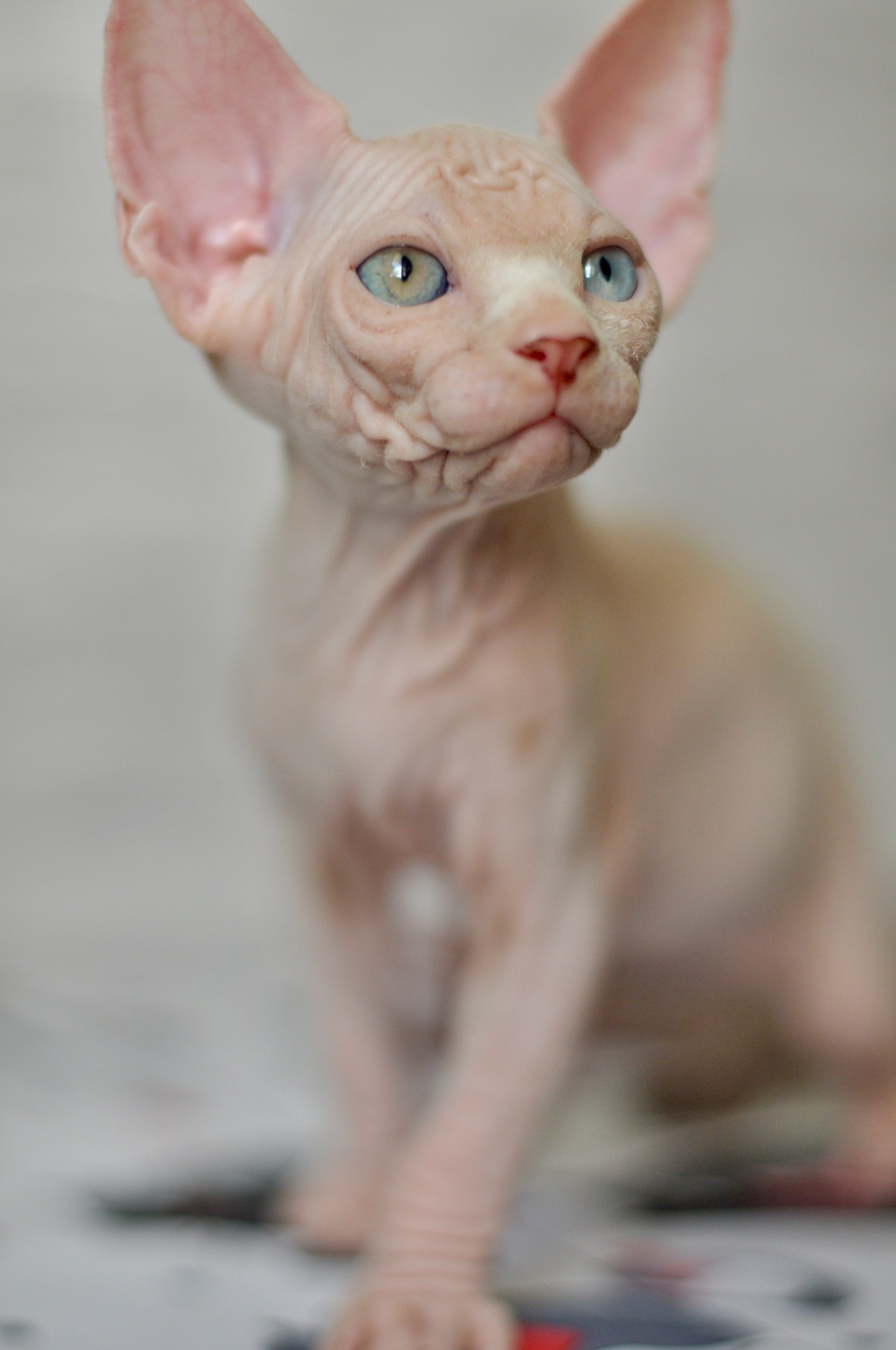 Graduates and Residents of our Cattery. A cattery of Canadian Sphynx breed, located in Limassol, Cyprus