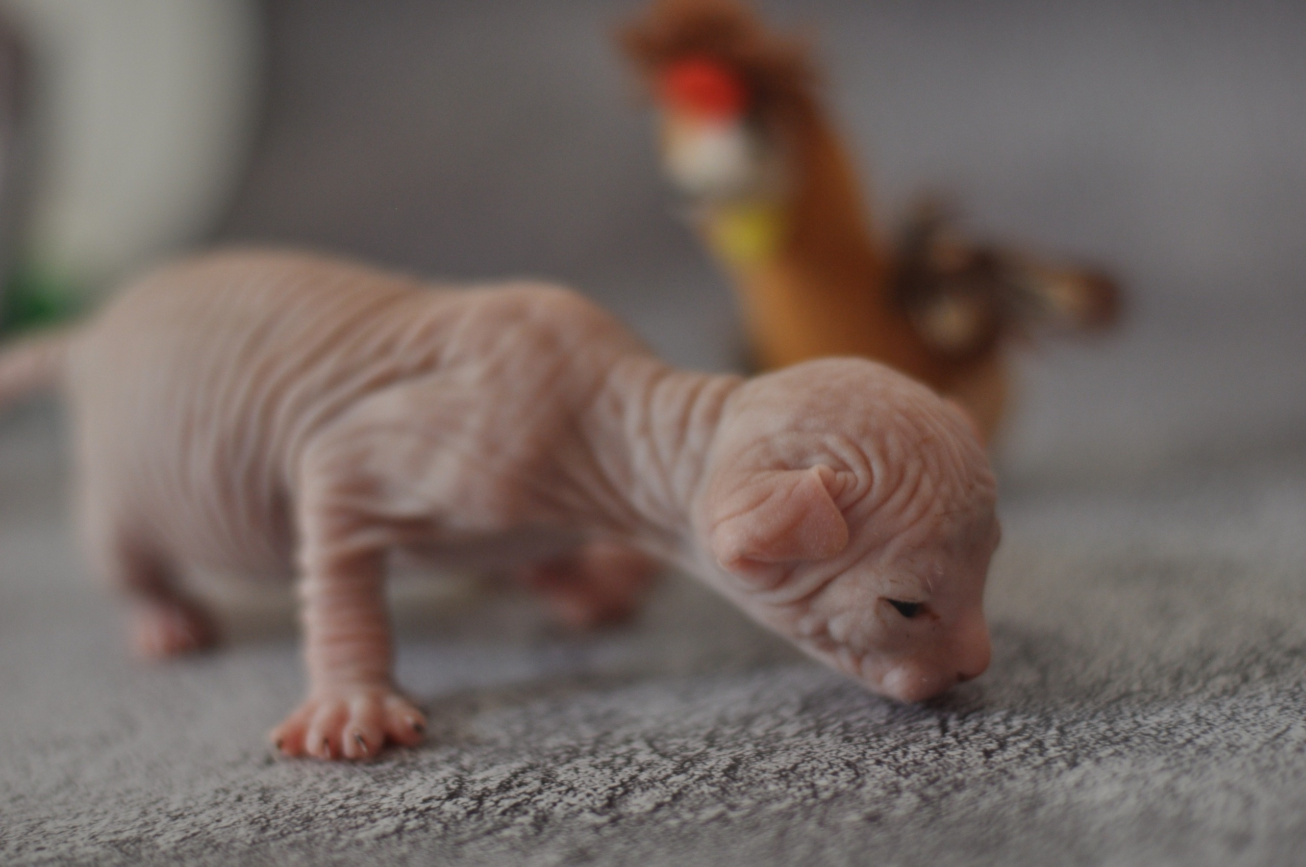 Graduates and Residents of our Cattery. A cattery of Canadian Sphynx breed, located in Limassol, Cyprus