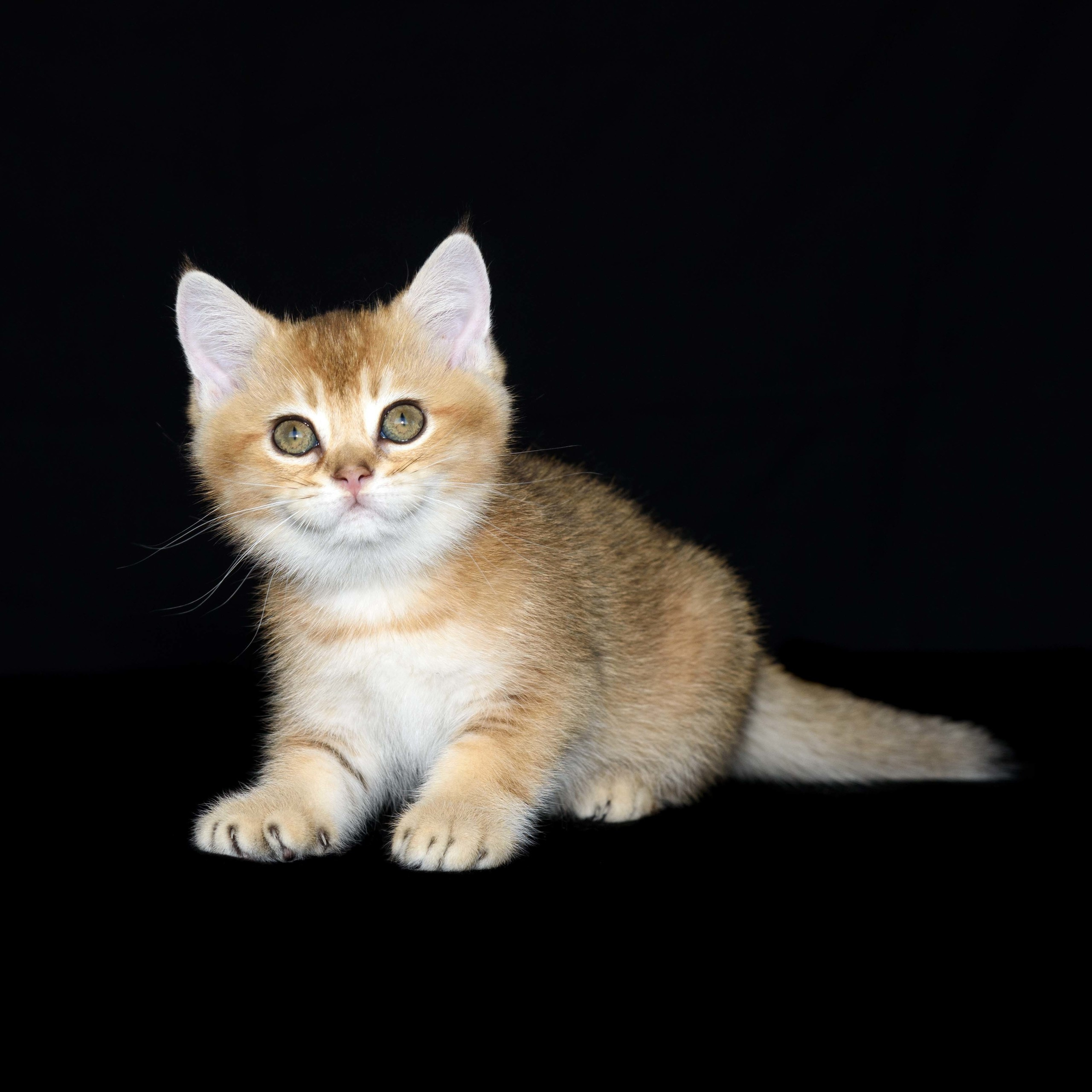 Cattery British shorthair Cyprus, cattery british shorthair Limassol,. British shorthair Cyprus, british shorthair cattery in UK, british cat