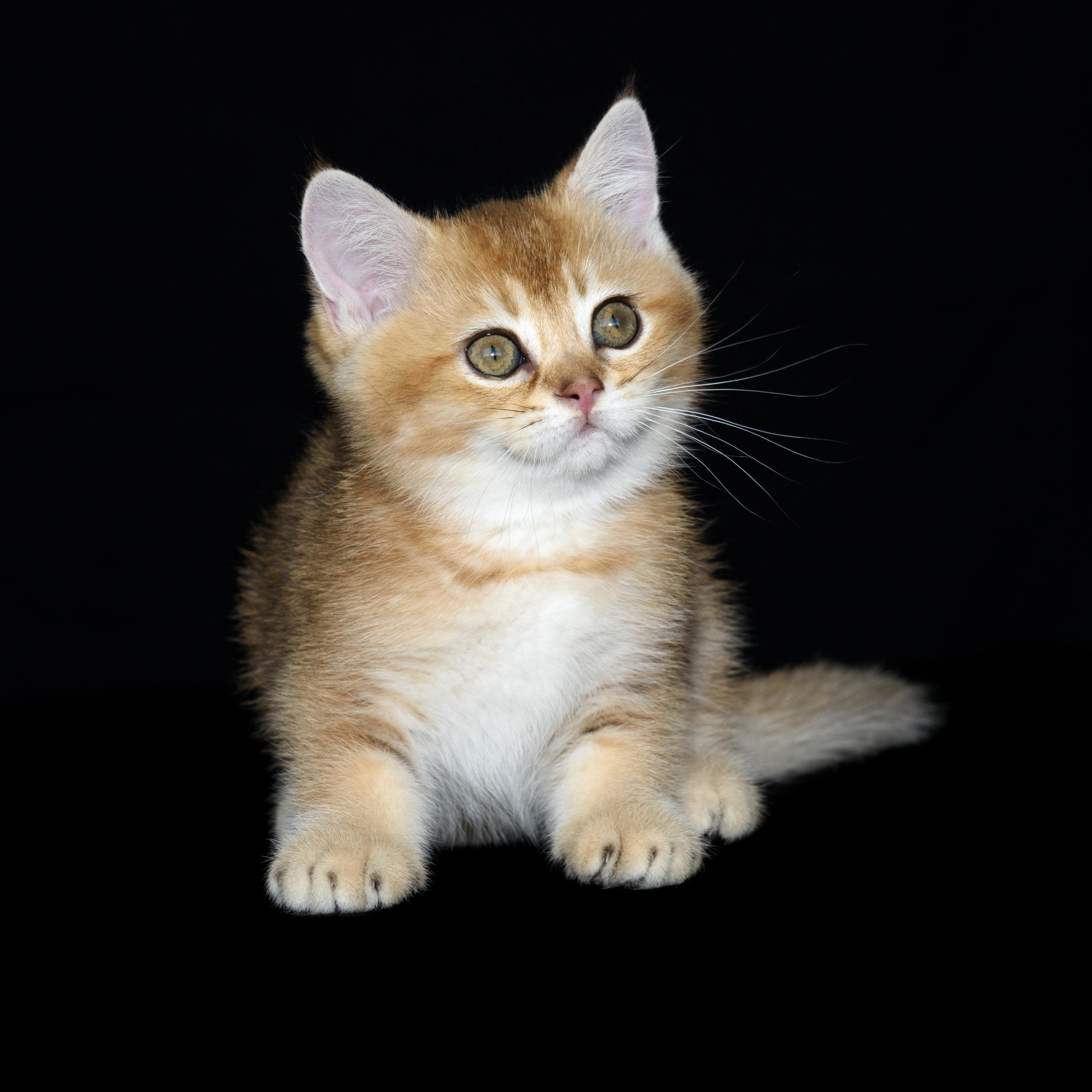 Cattery British shorthair Cyprus, cattery british shorthair Limassol,. British shorthair Cyprus, british shorthair cattery in UK, british cat