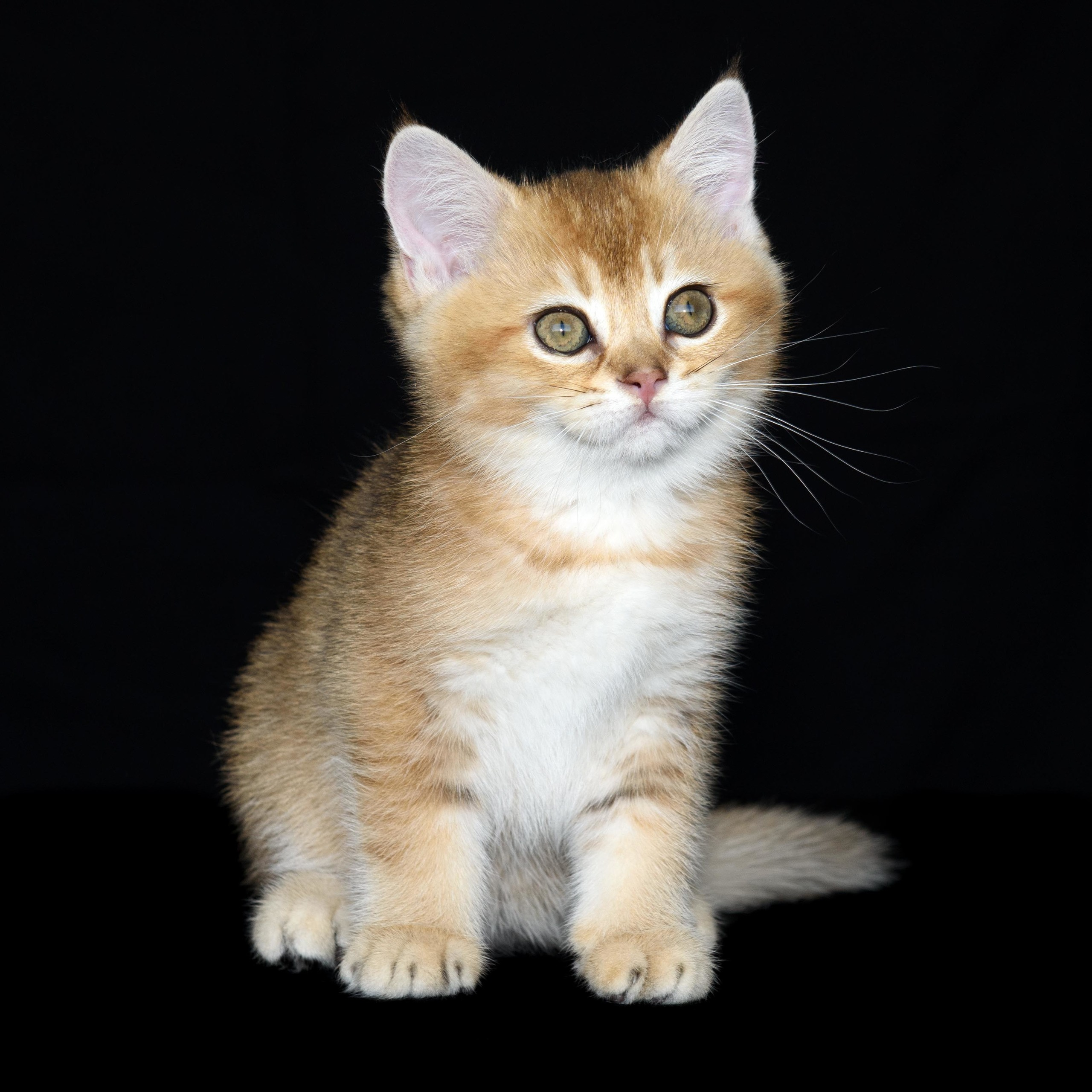 Cattery British shorthair Cyprus, cattery british shorthair Limassol,. British shorthair Cyprus, british shorthair cattery in UK, british cat