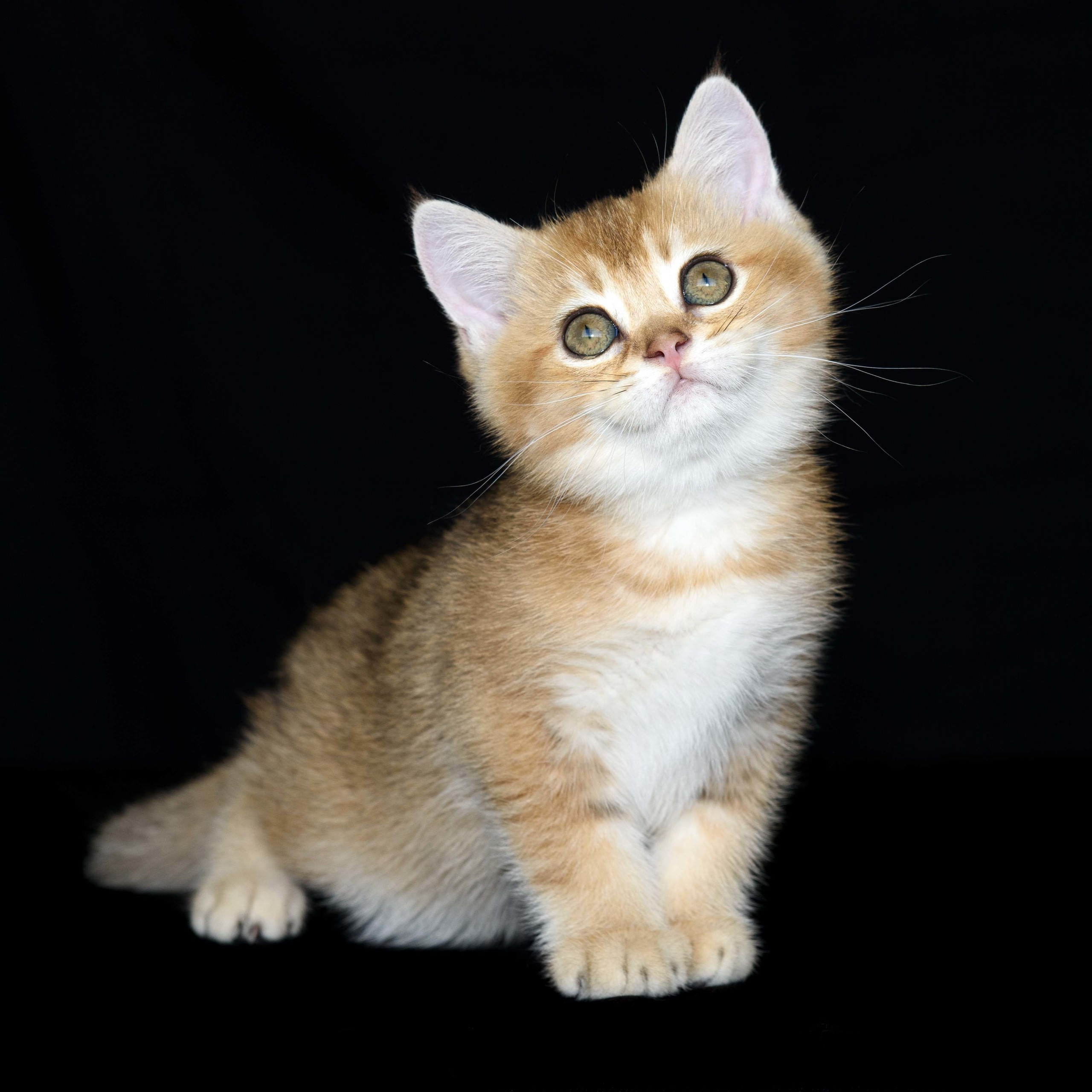 Cattery British shorthair Cyprus, cattery british shorthair Limassol,. British shorthair Cyprus, british shorthair cattery in UK, british cat