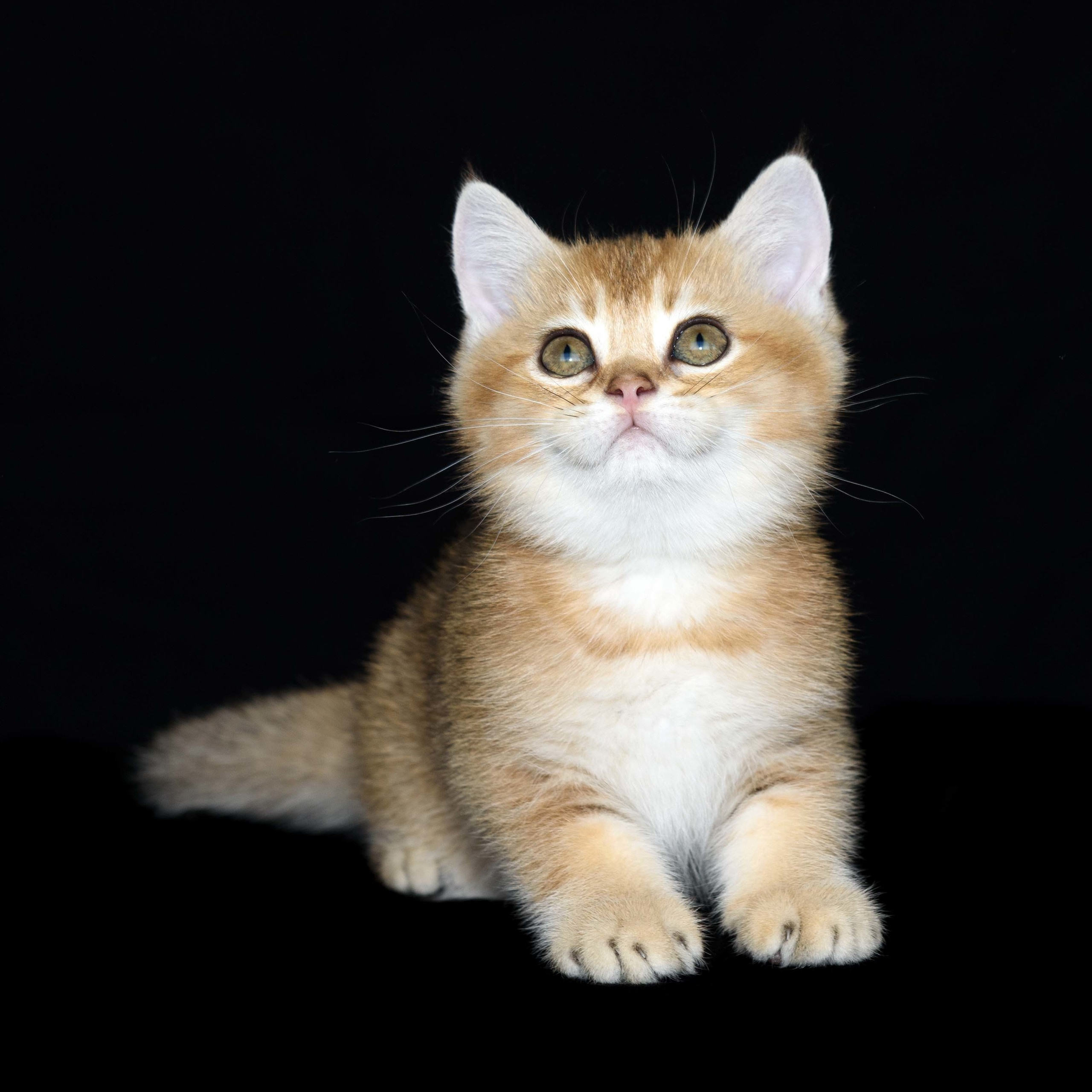 Cattery British shorthair Cyprus, cattery british shorthair Limassol,. British shorthair Cyprus, british shorthair cattery in UK, british cat