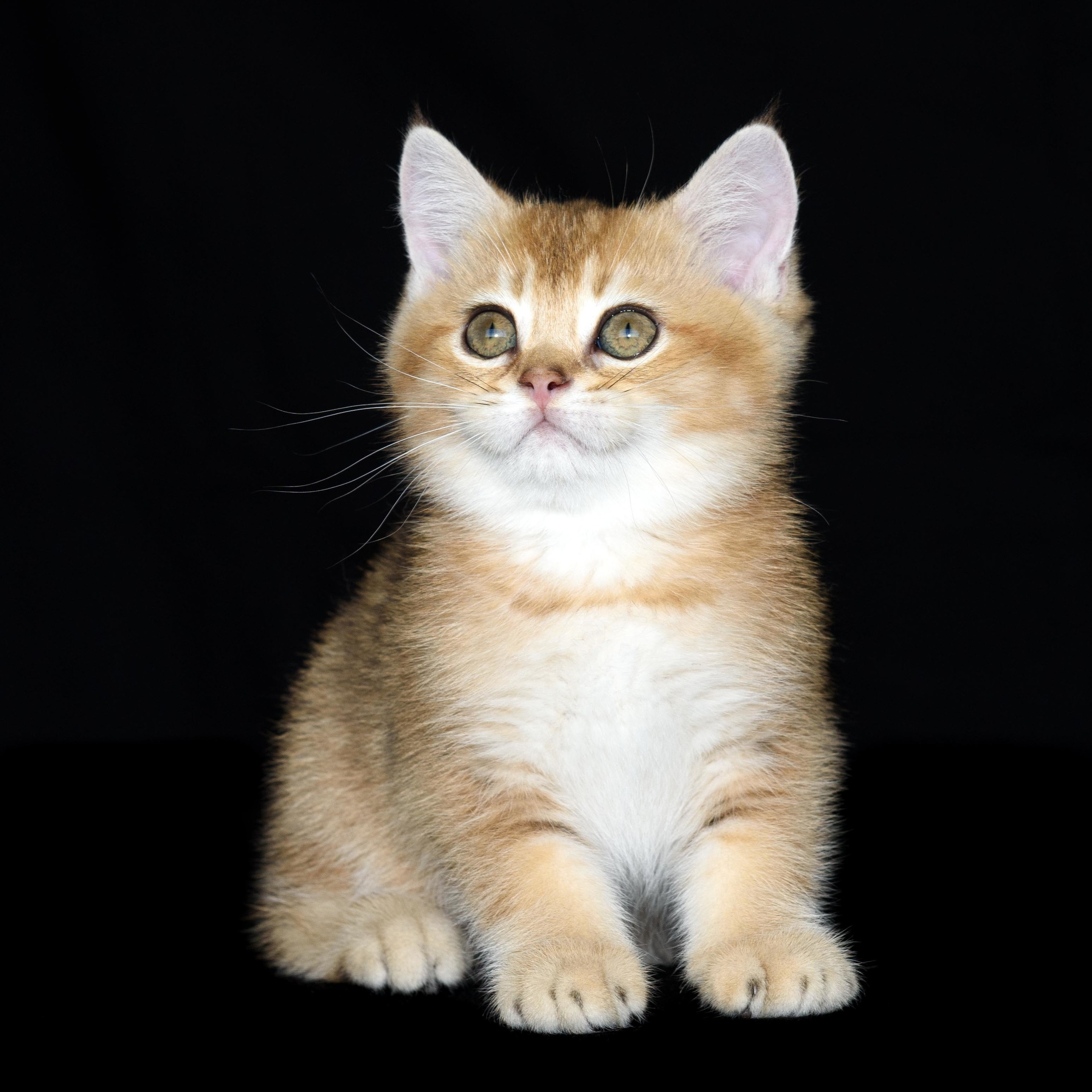 Cattery British shorthair Cyprus, cattery british shorthair Limassol,. British shorthair Cyprus, british shorthair cattery in UK, british cat