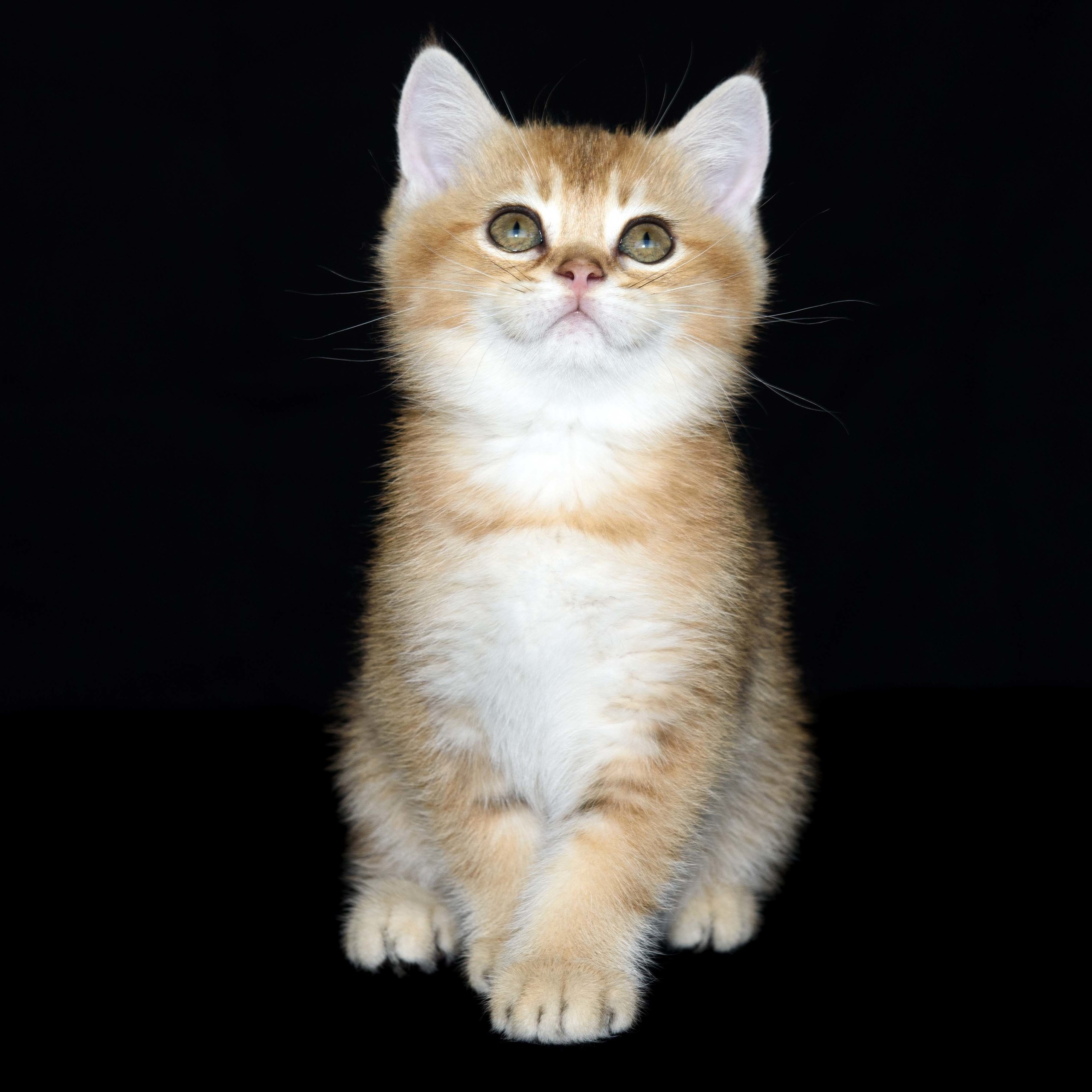 Cattery British shorthair Cyprus, cattery british shorthair Limassol,. British shorthair Cyprus, british shorthair cattery in UK, british cat