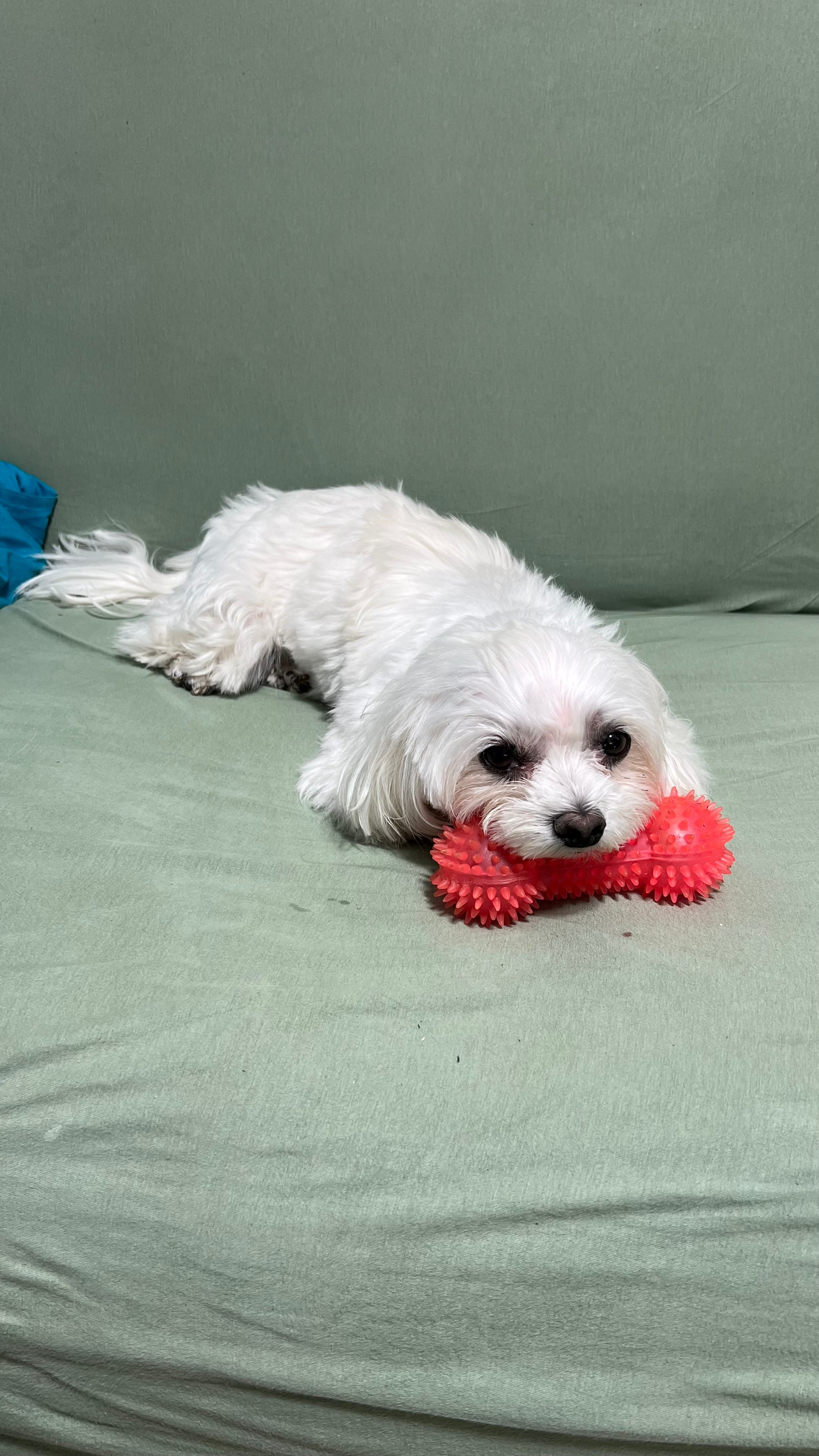 A dog I kept for him - Babysitter