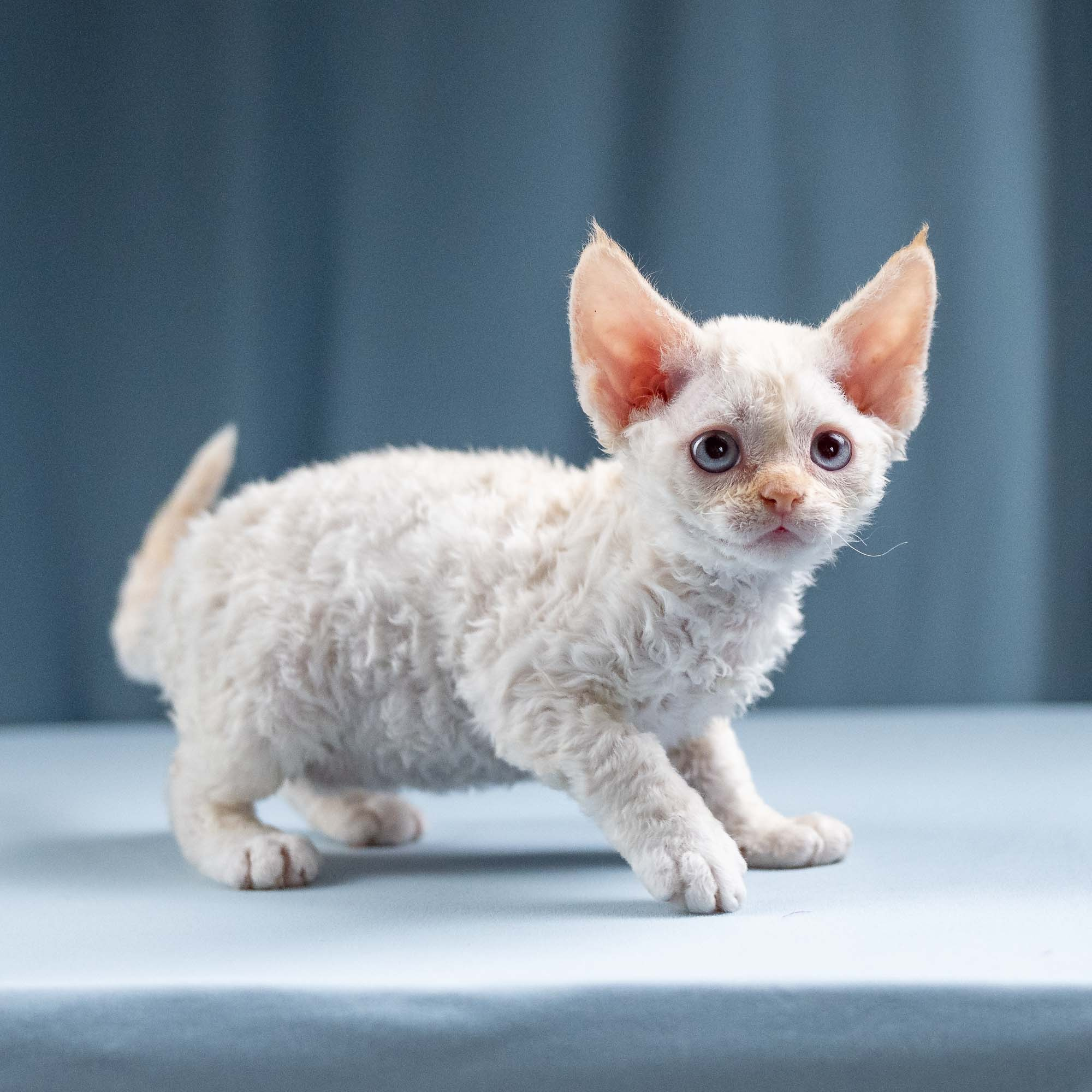 Jasmin, girl, born 06.25.2025. Devon Rex Pixie Cattery