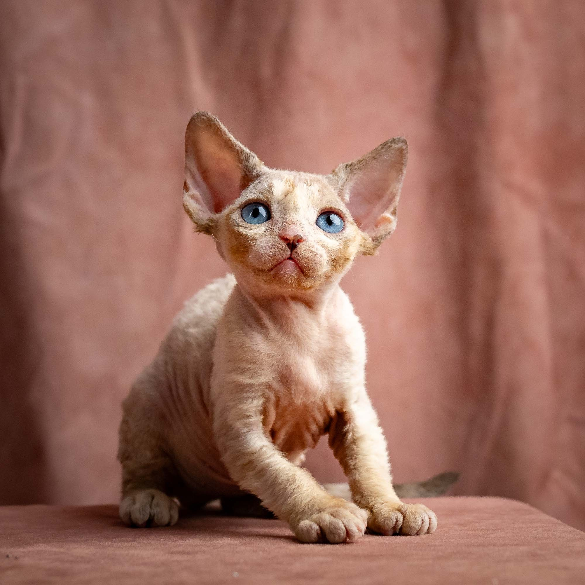 Rocco, boy, born 05.08.26. Devon Rex Pixie Cattery