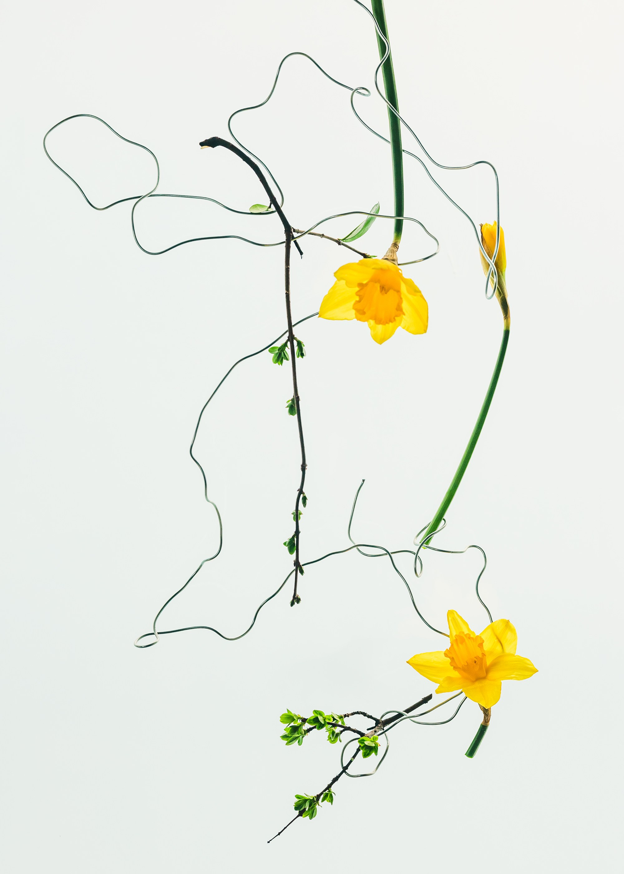 Tethered. Marina Tsaregorodtseva Fine Art photographer, London