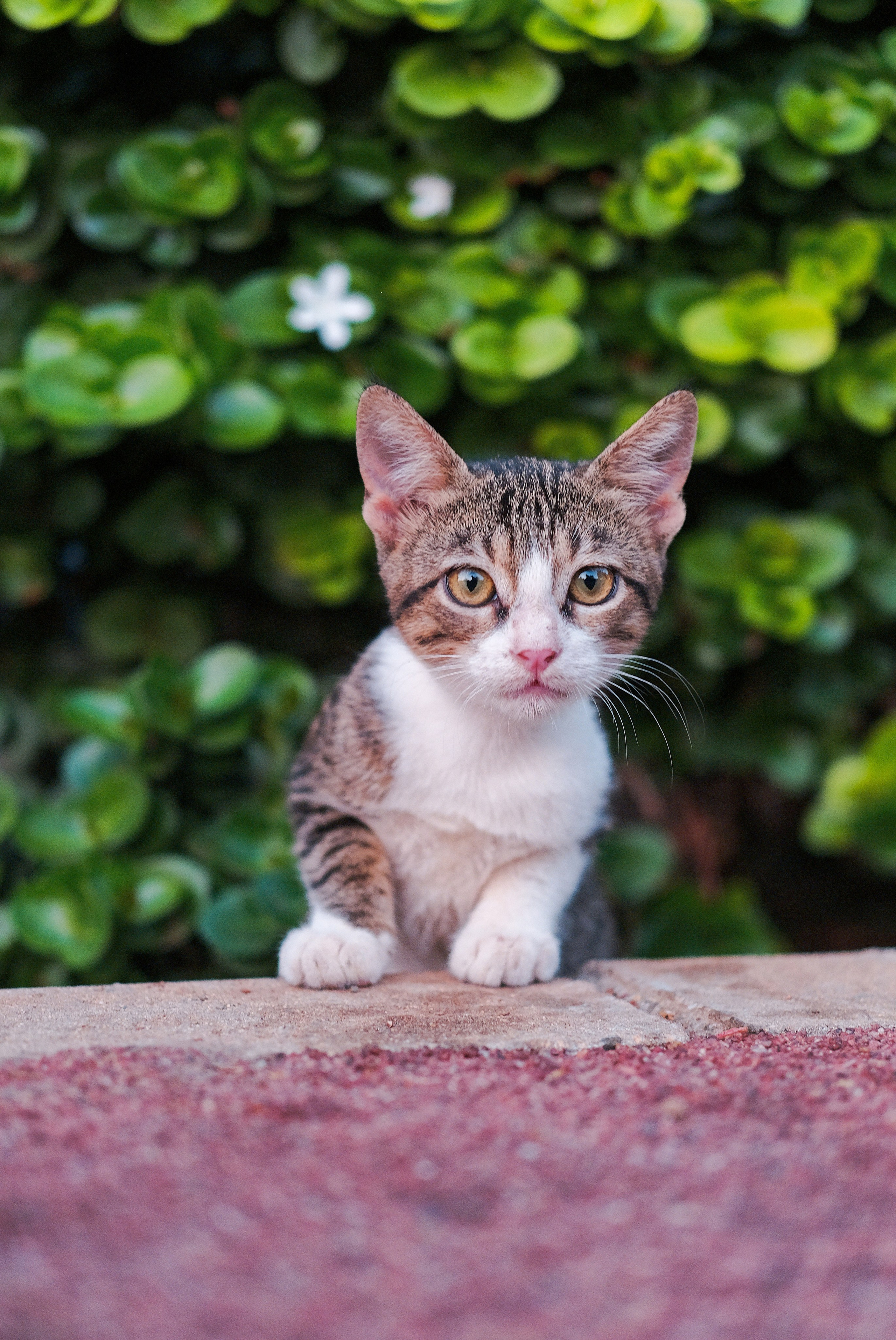 Stray Cats 🐾 | Stray cats from all the World | YuKoPhotography 📷. 中国街头摄影 | The Streets of China Through My Eyes | 深圳