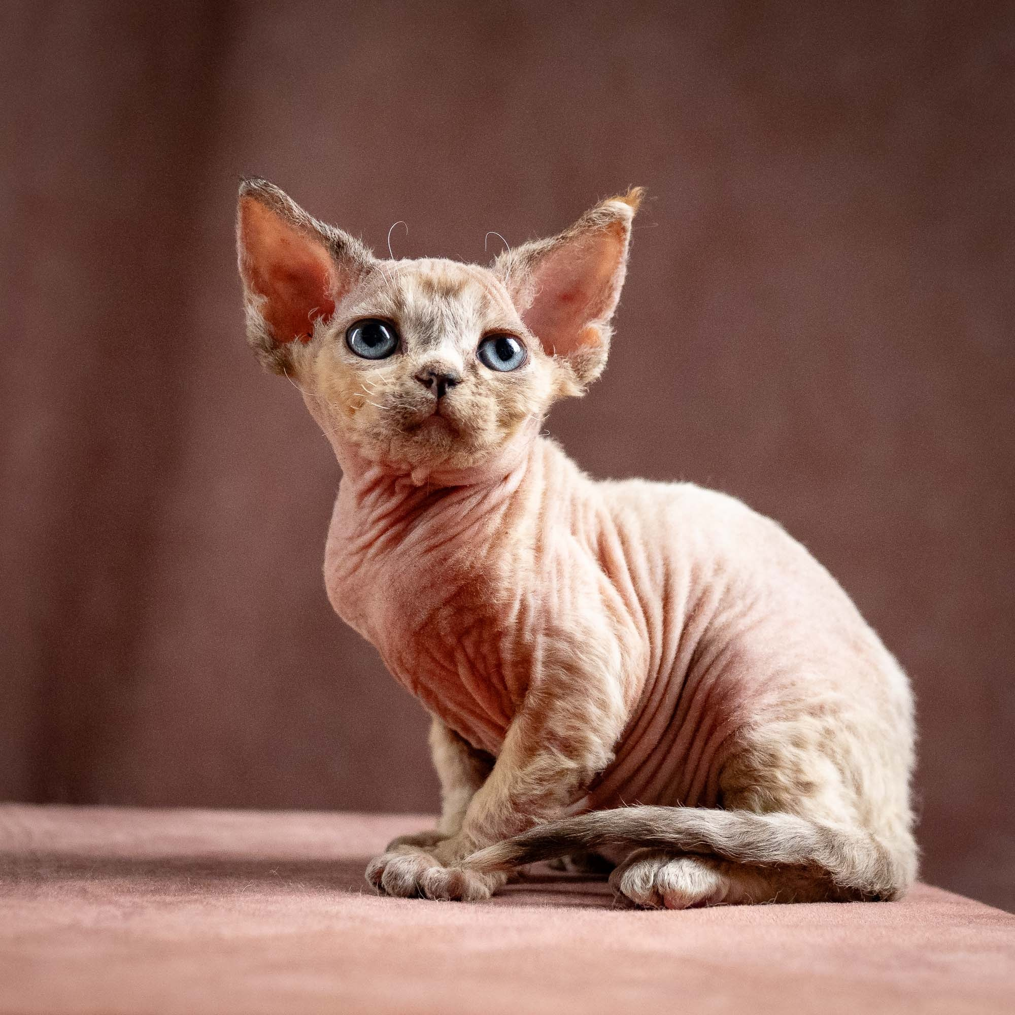 Quinley, girl, born 02.14.26. Devon Rex Pixie Cattery