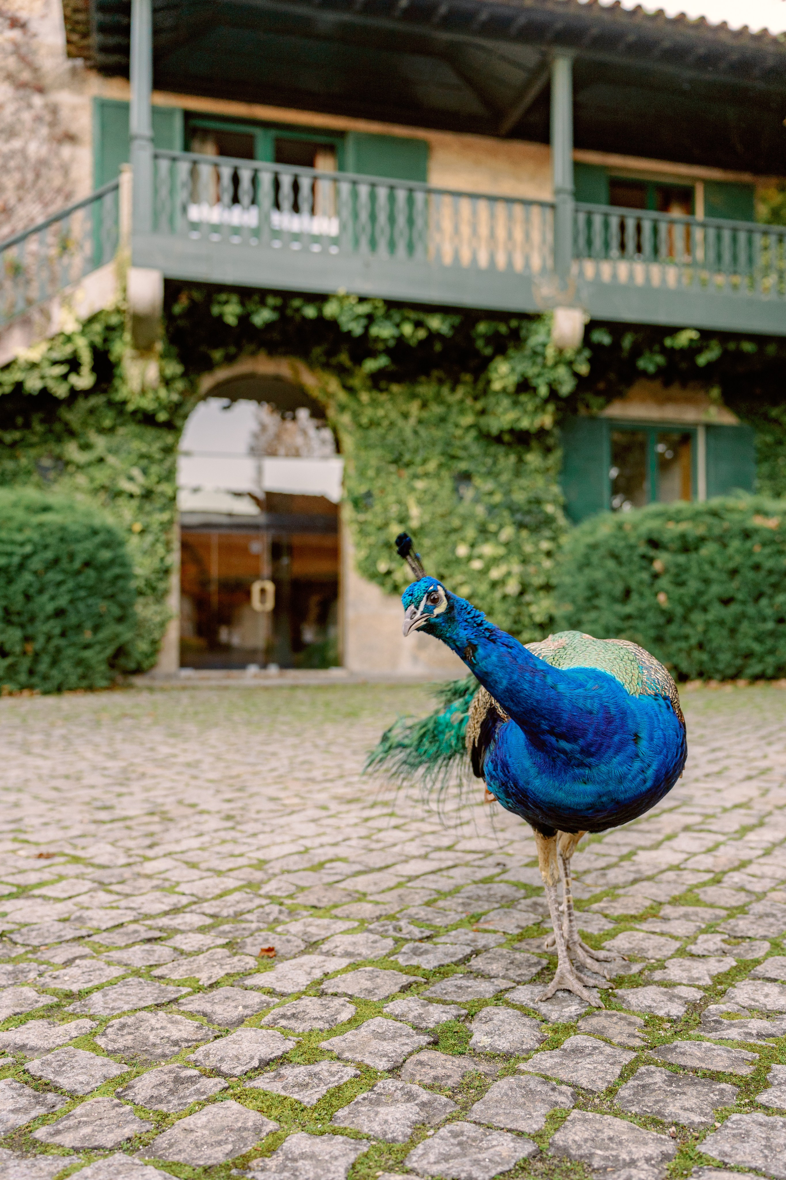 Винью Верде