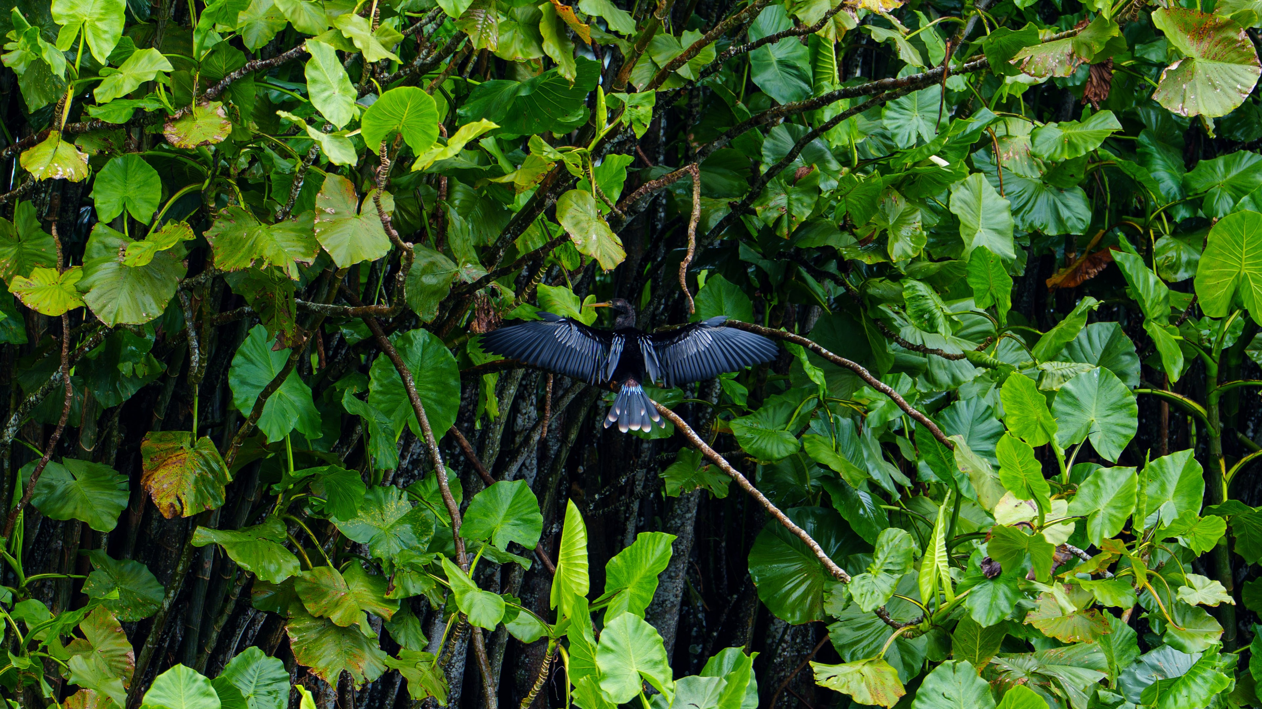 Manno Estúdio — Fotografia e vídeo em Belém