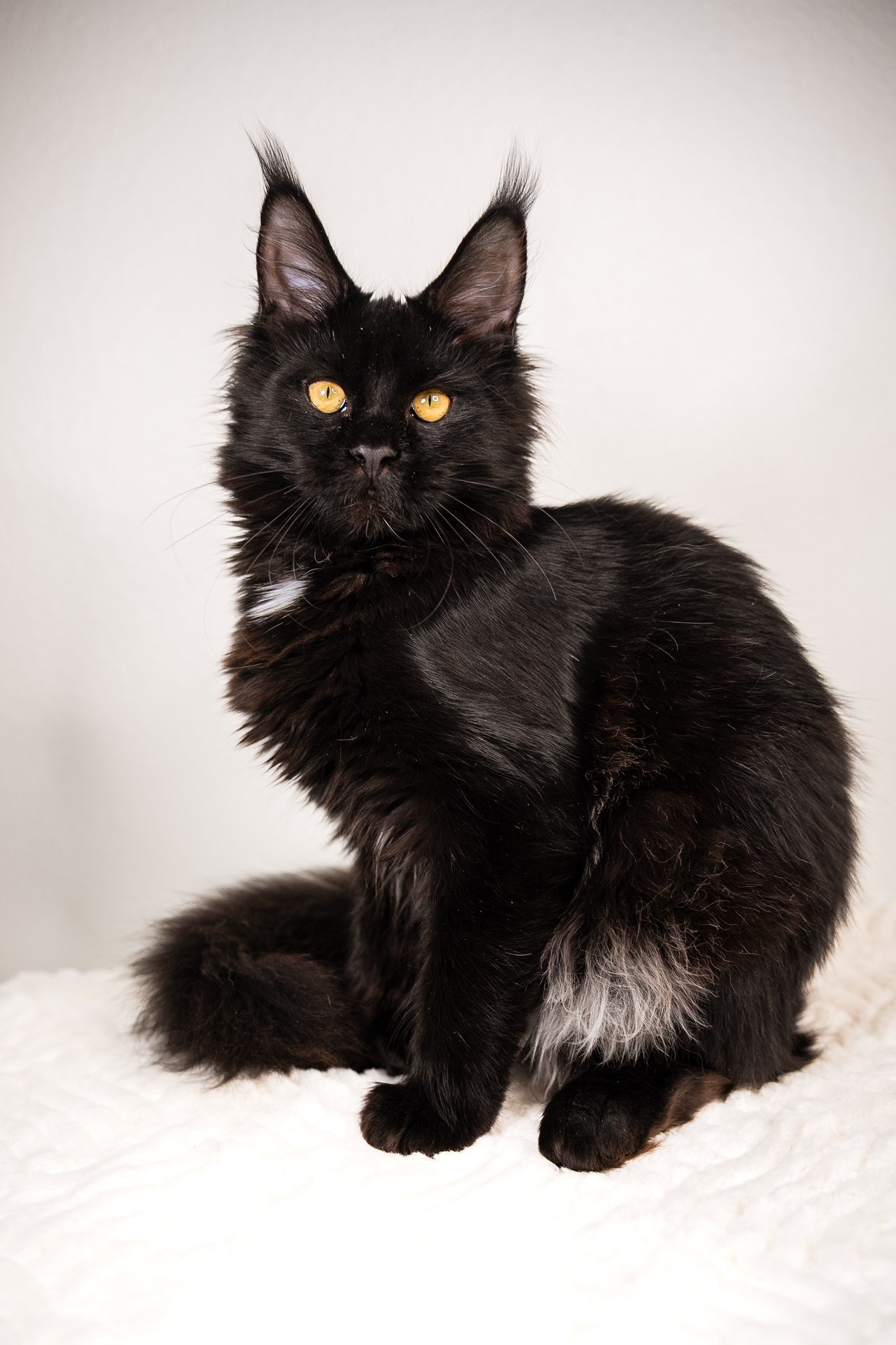 Senator Helen. Senator Cat — Maine Coon cattery