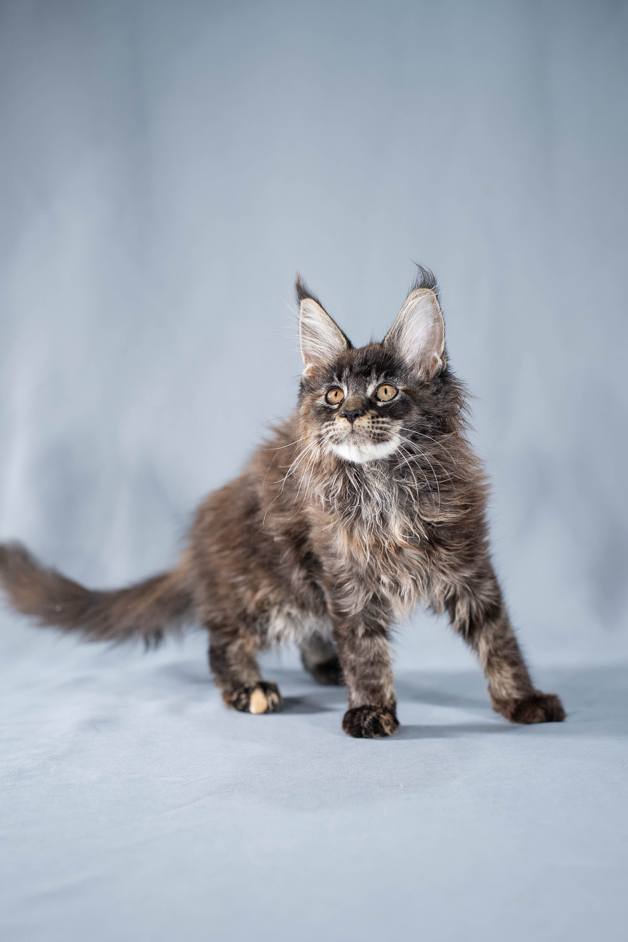 Senator Ursula. Senator Cat — Maine Coon cattery