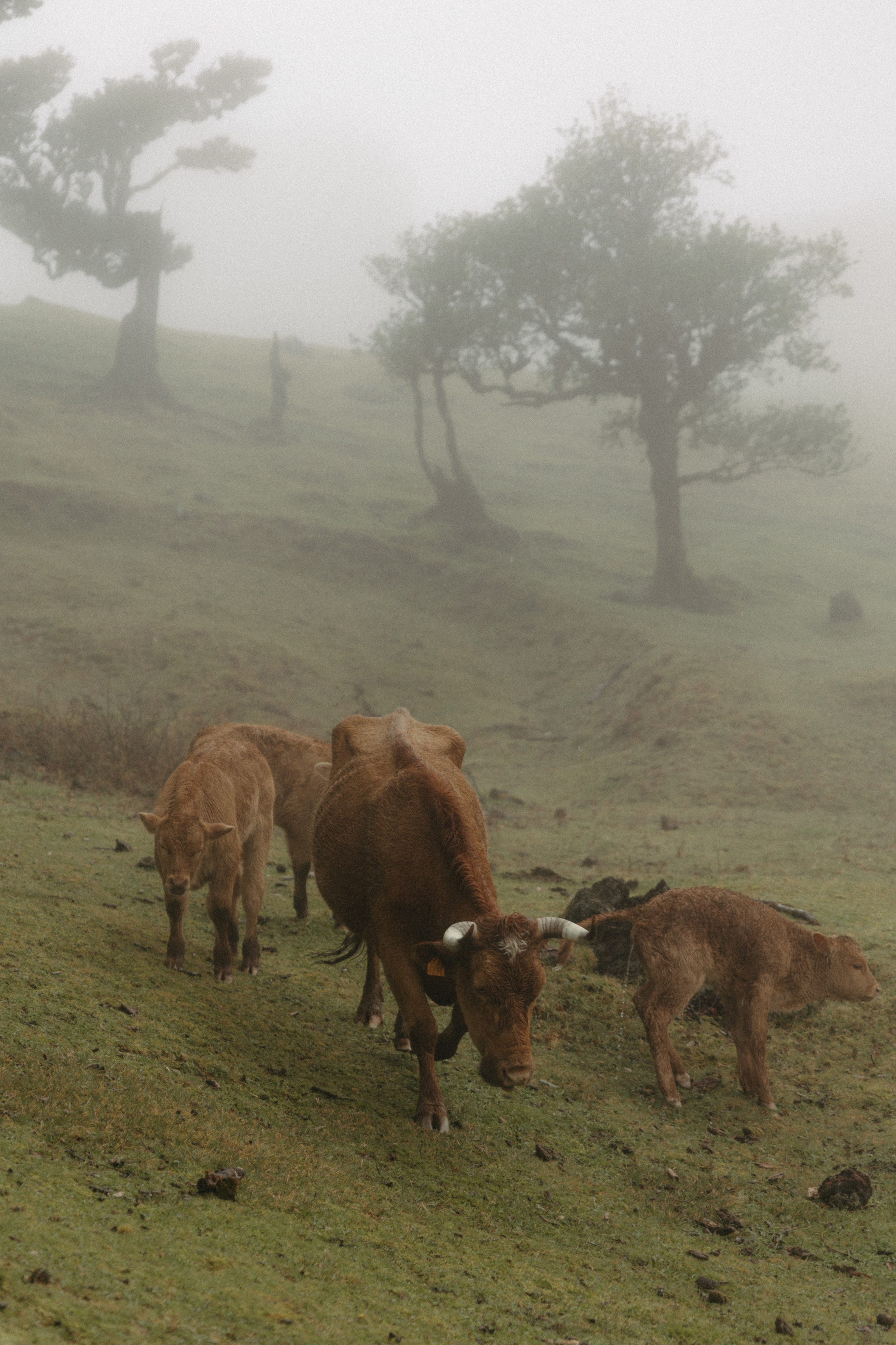 Magic of Fanal Forest. Wedding photographer and videographer based in Timisoara, Romania