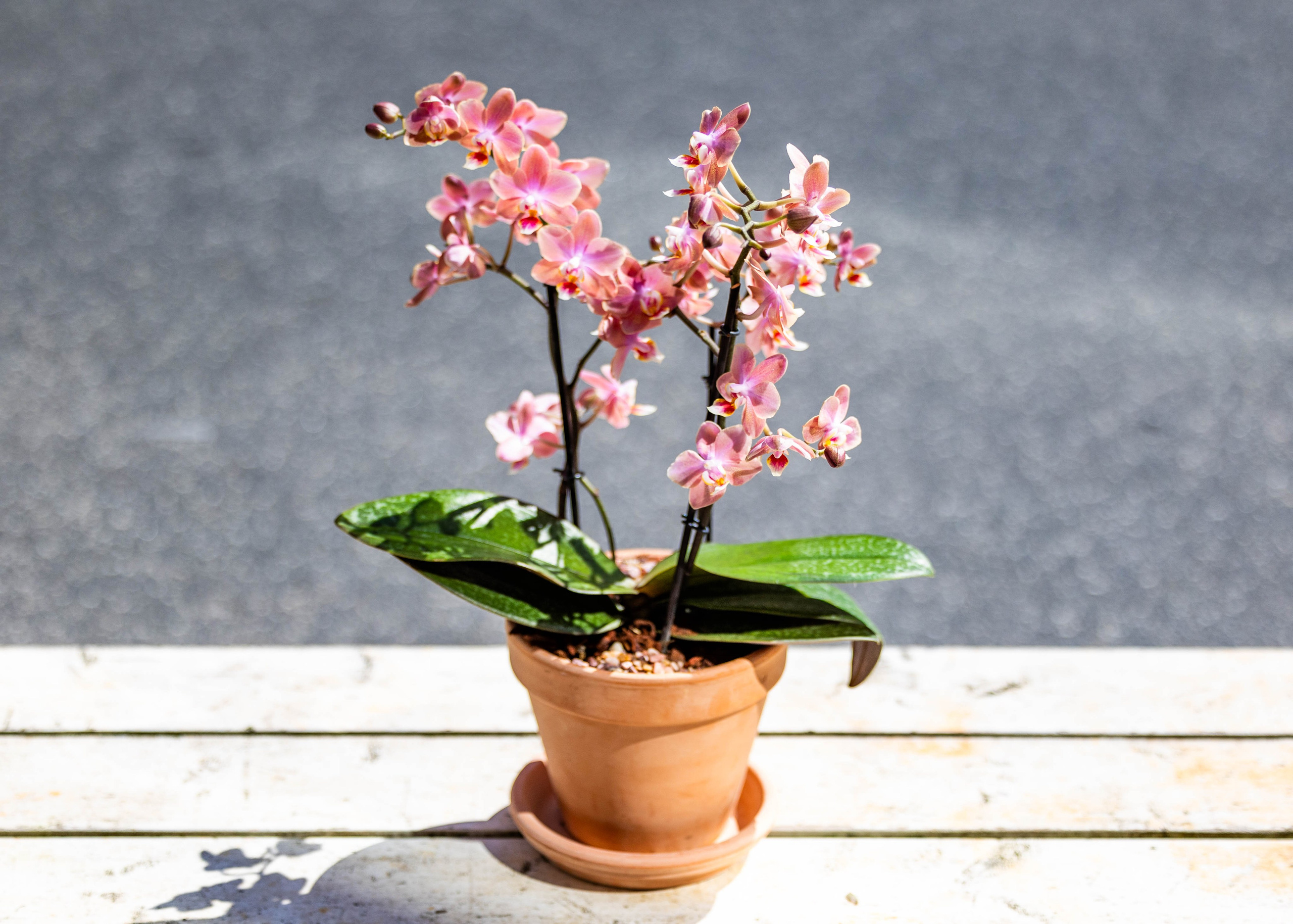 En orkide er mere end bare en plante. Den er en smuk og elegant tilføjelse til ethvert hjem. Besøg Akropolis Blomster og find din favorit.