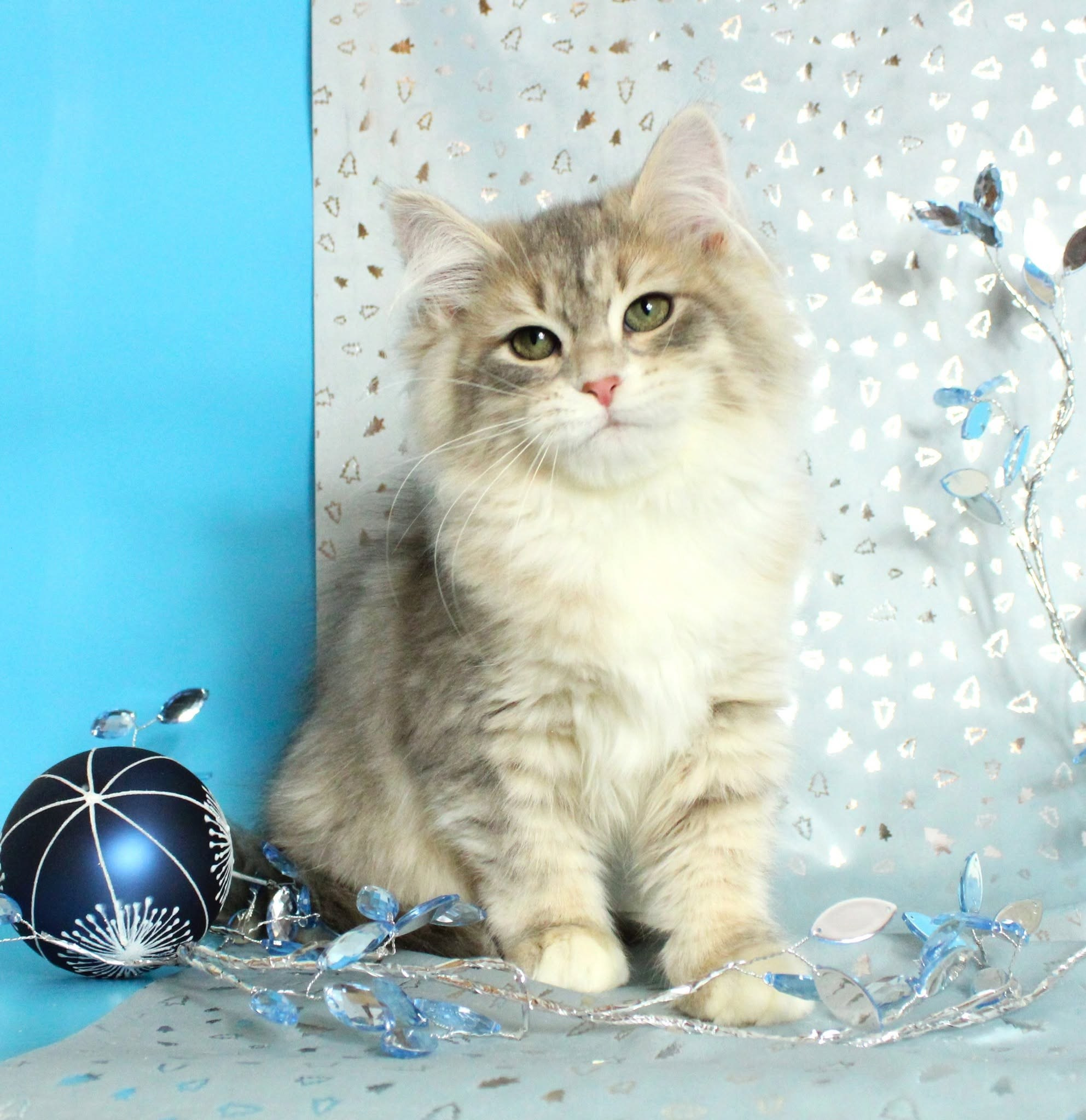 Katzen | Females. Photographer Татьяна