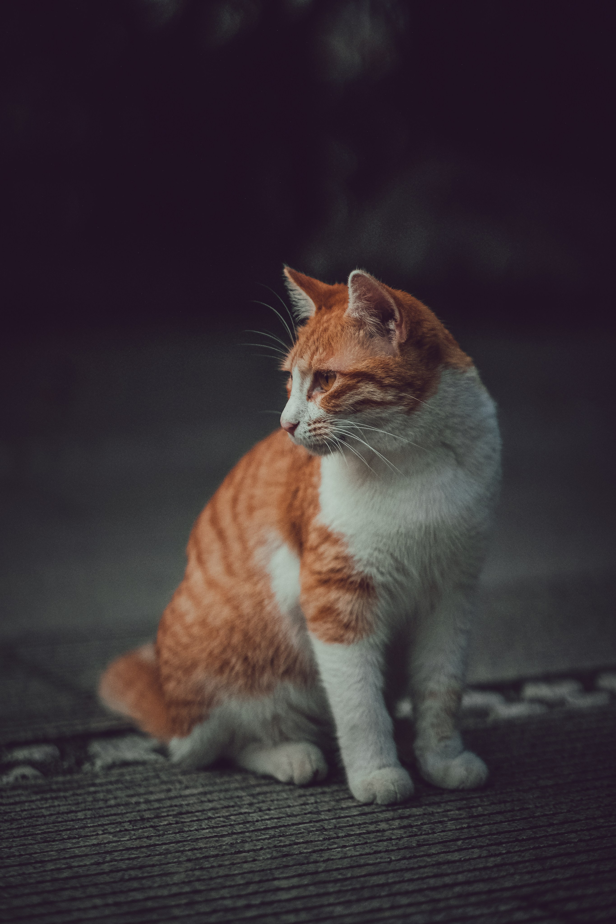 Guangzhou Stray Cat | China| Yukophotography 📸🐾 Travel Photography | Fujifilm Adventures | Stray Cats Chronicles | Stray Cat photography | Stray cat photos