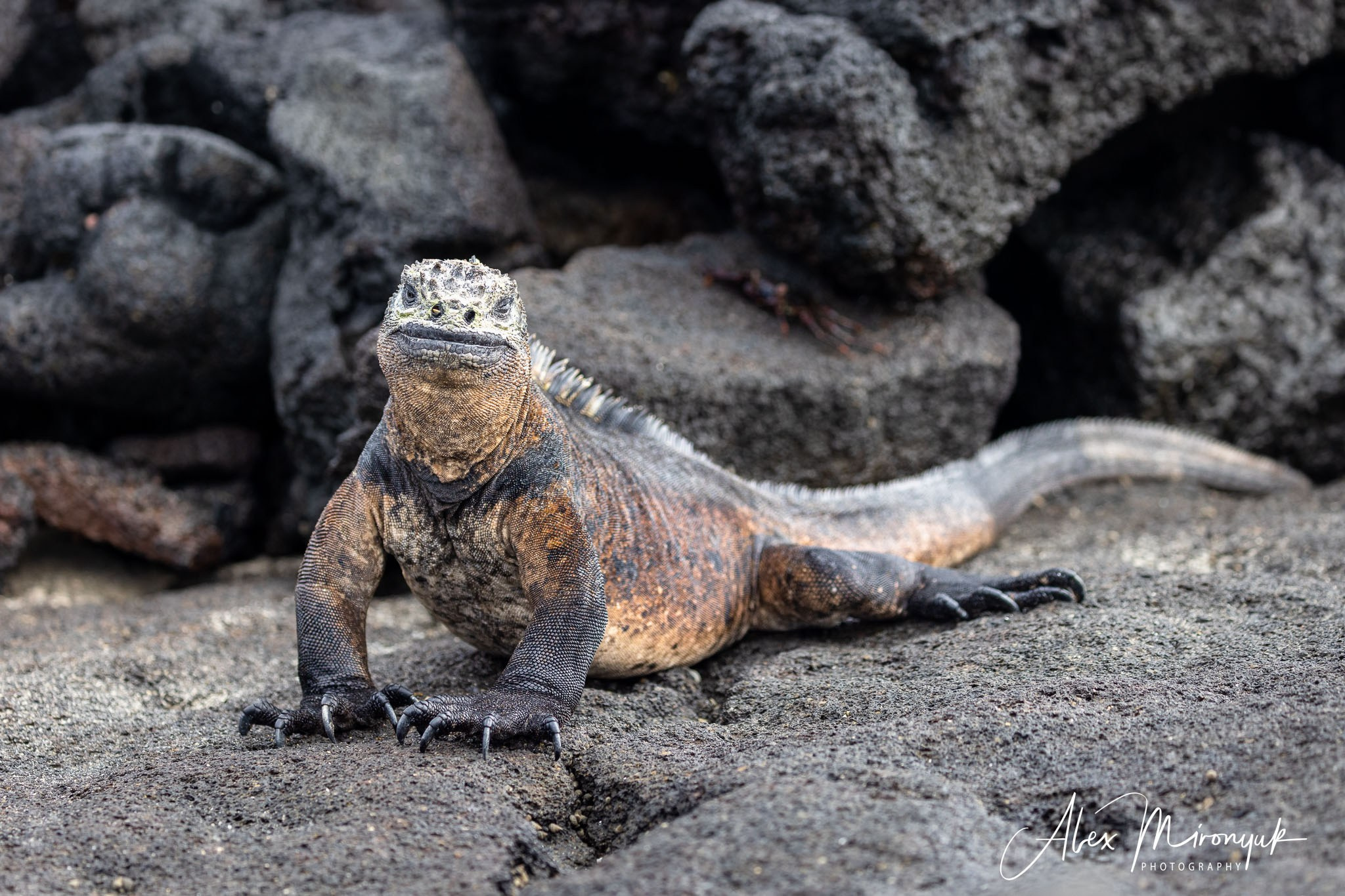 Galapagos Islands Adventure. Alex Mironyuk Photography