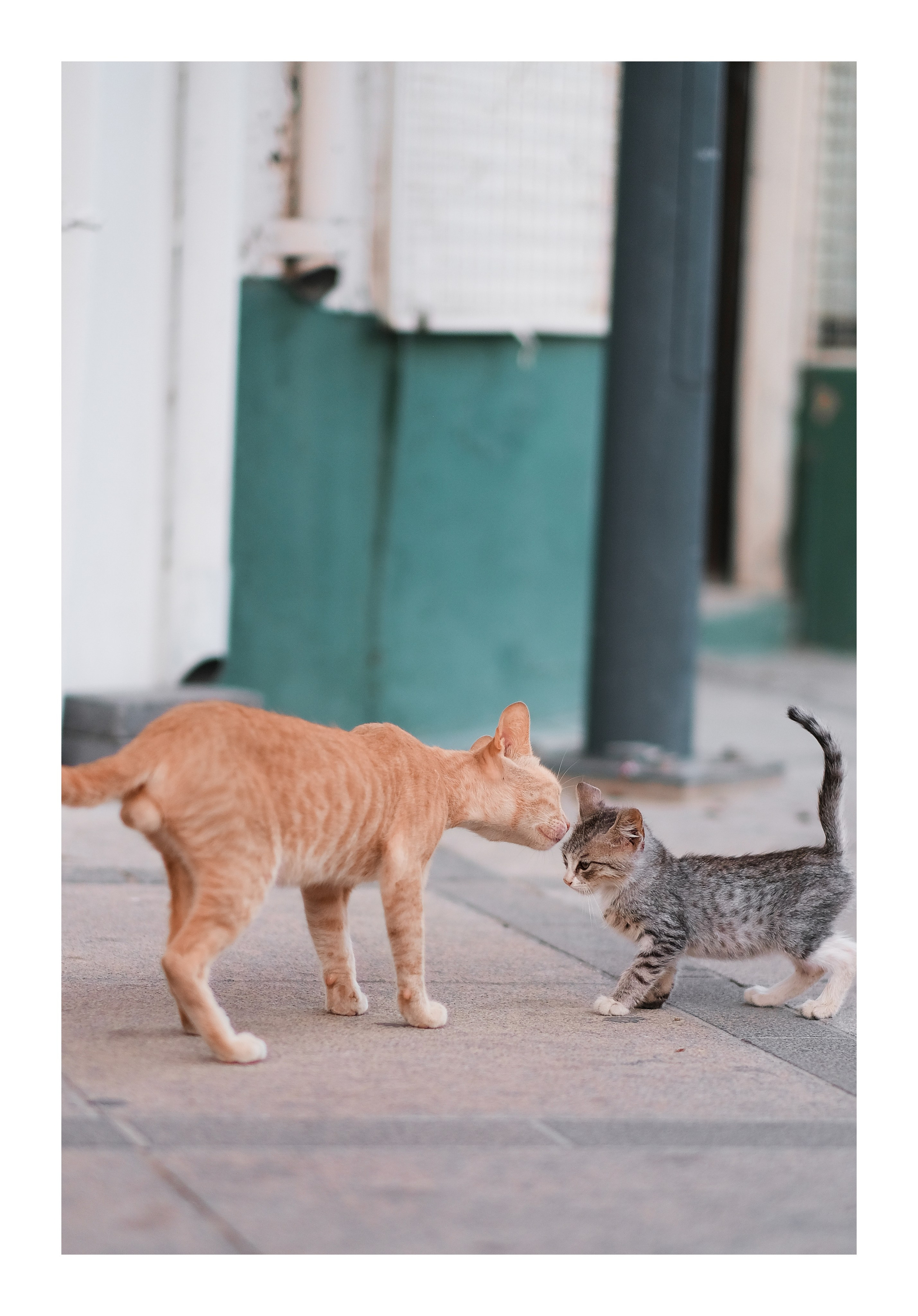 Stray Cats 🐾 | Stray cats from all the World | YuKoPhotography 📷. 中国街头摄影 | The Streets of China Through My Eyes | 深圳