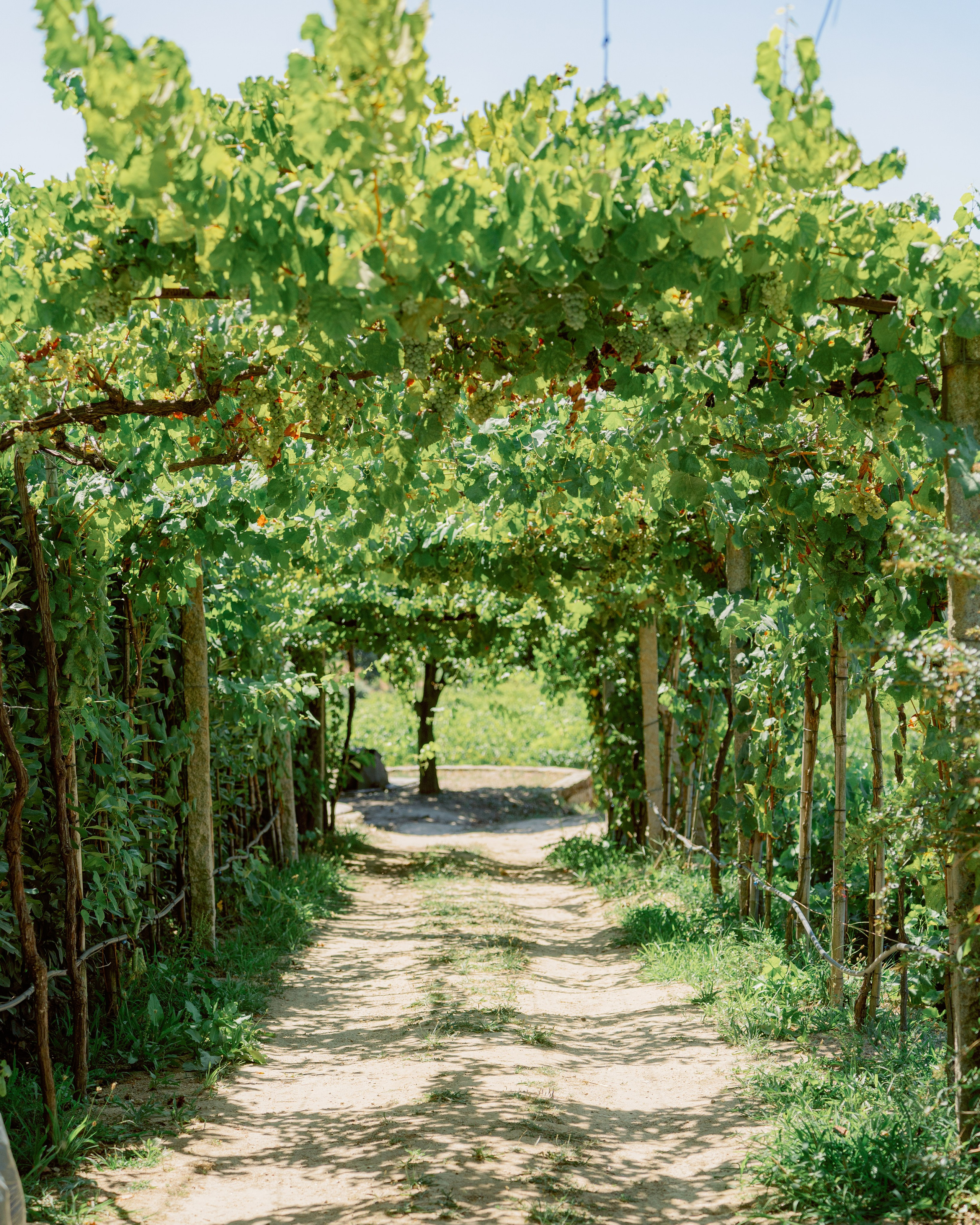 Douro Valley and Winery. Photo and video shoots, photo tours in Portugal — WePortugal