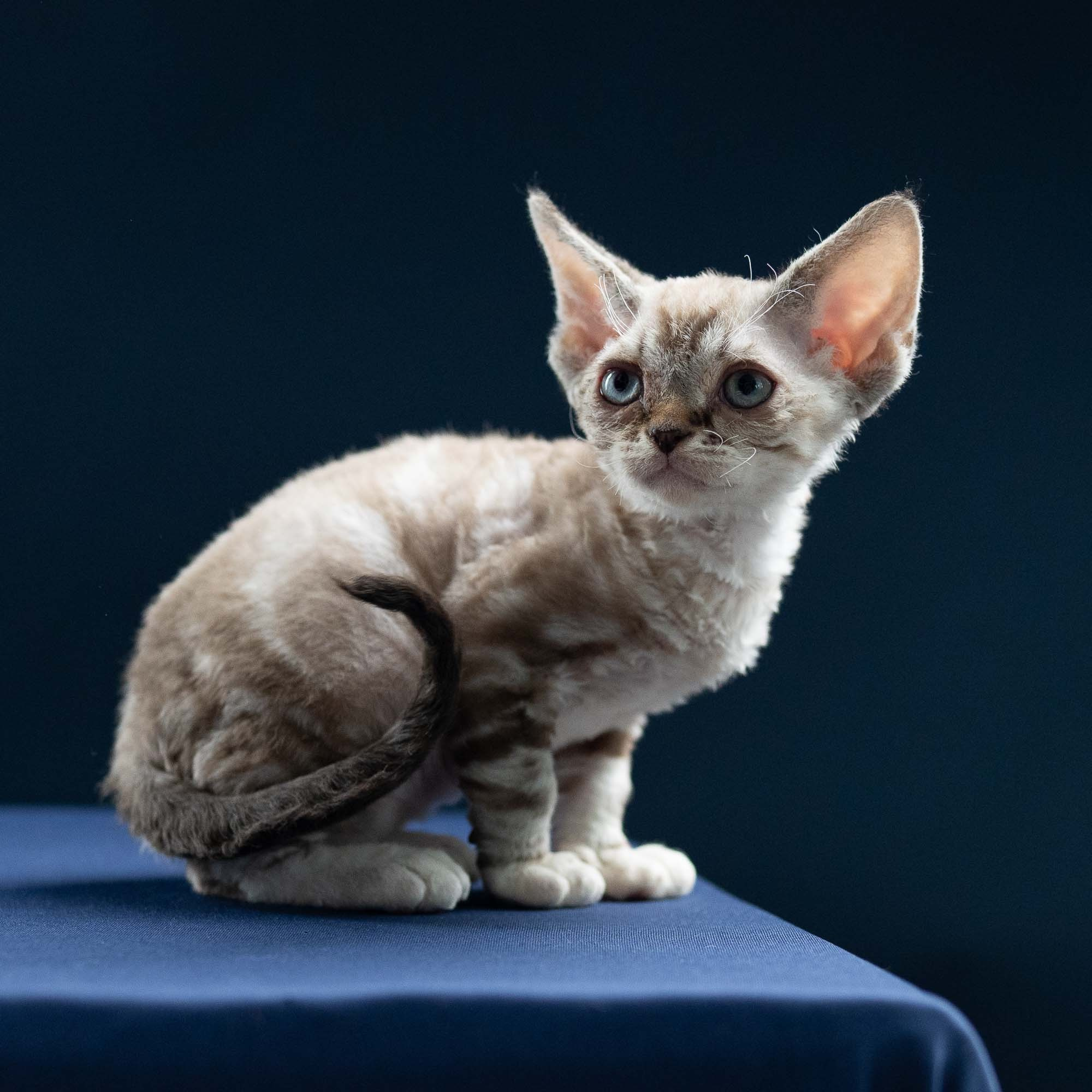 Irwin, boy, born 06.01.2025. Devon Rex Pixie Cattery